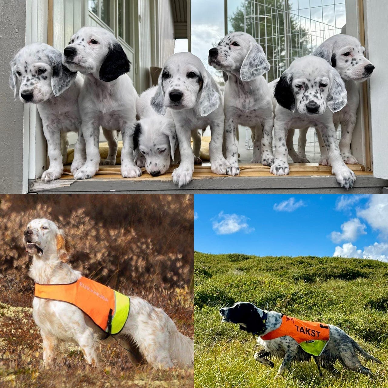 Engelsk setter valper - Kennel Evivollbekken