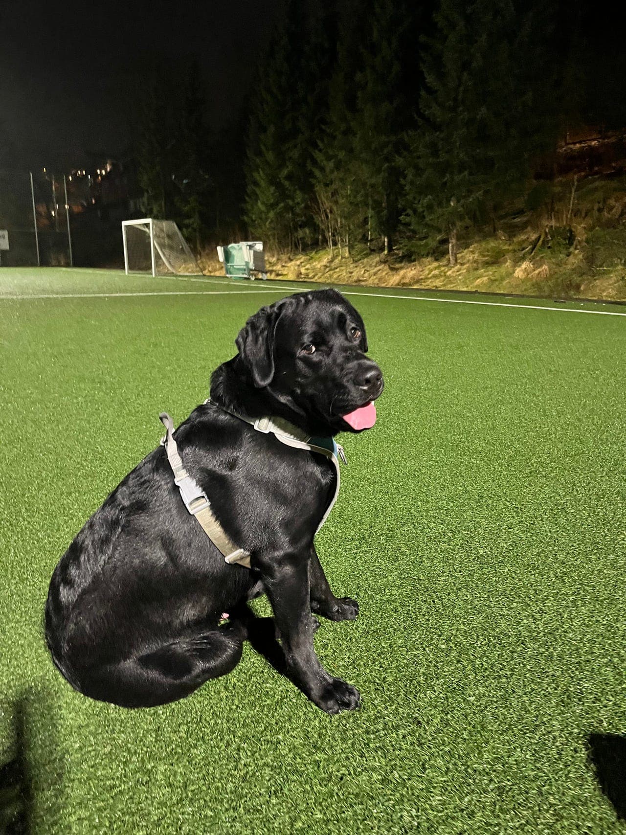 Labrador Retriever ønsker et besøkshjem