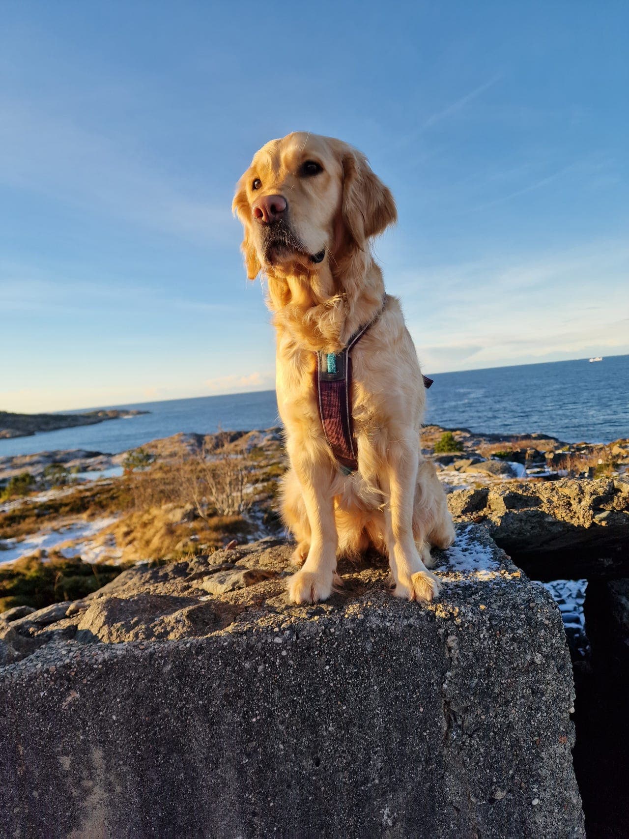 Golden retriver tipse vurderes omplassert