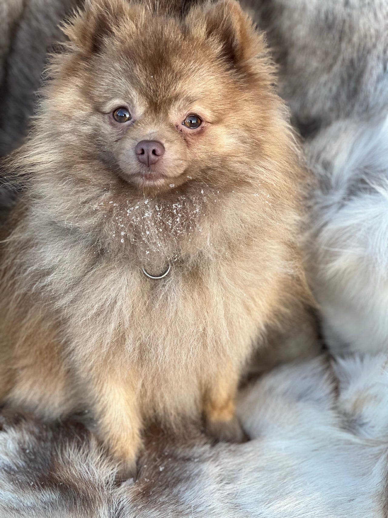 Kleinspitz søker Forvert .