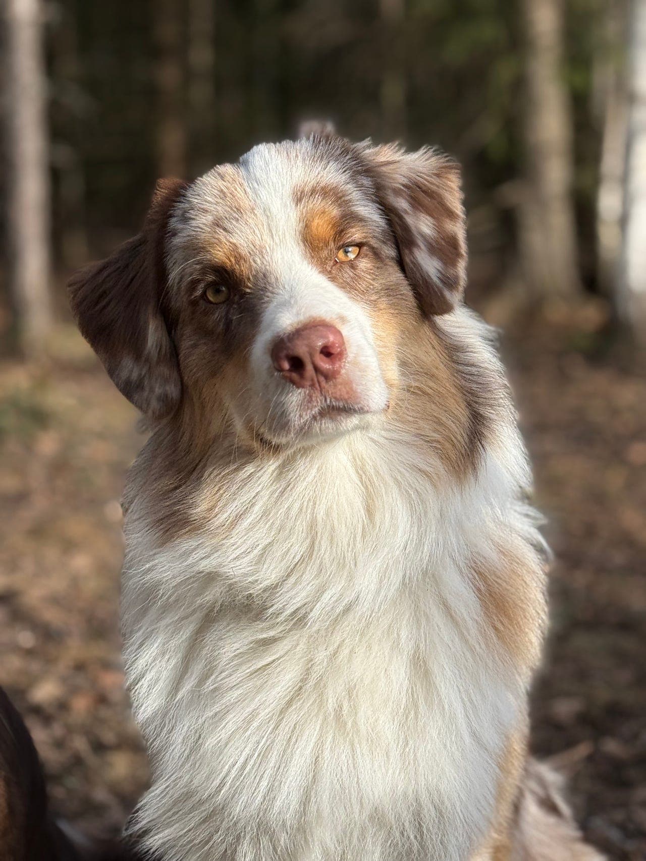 Australian Shepherd