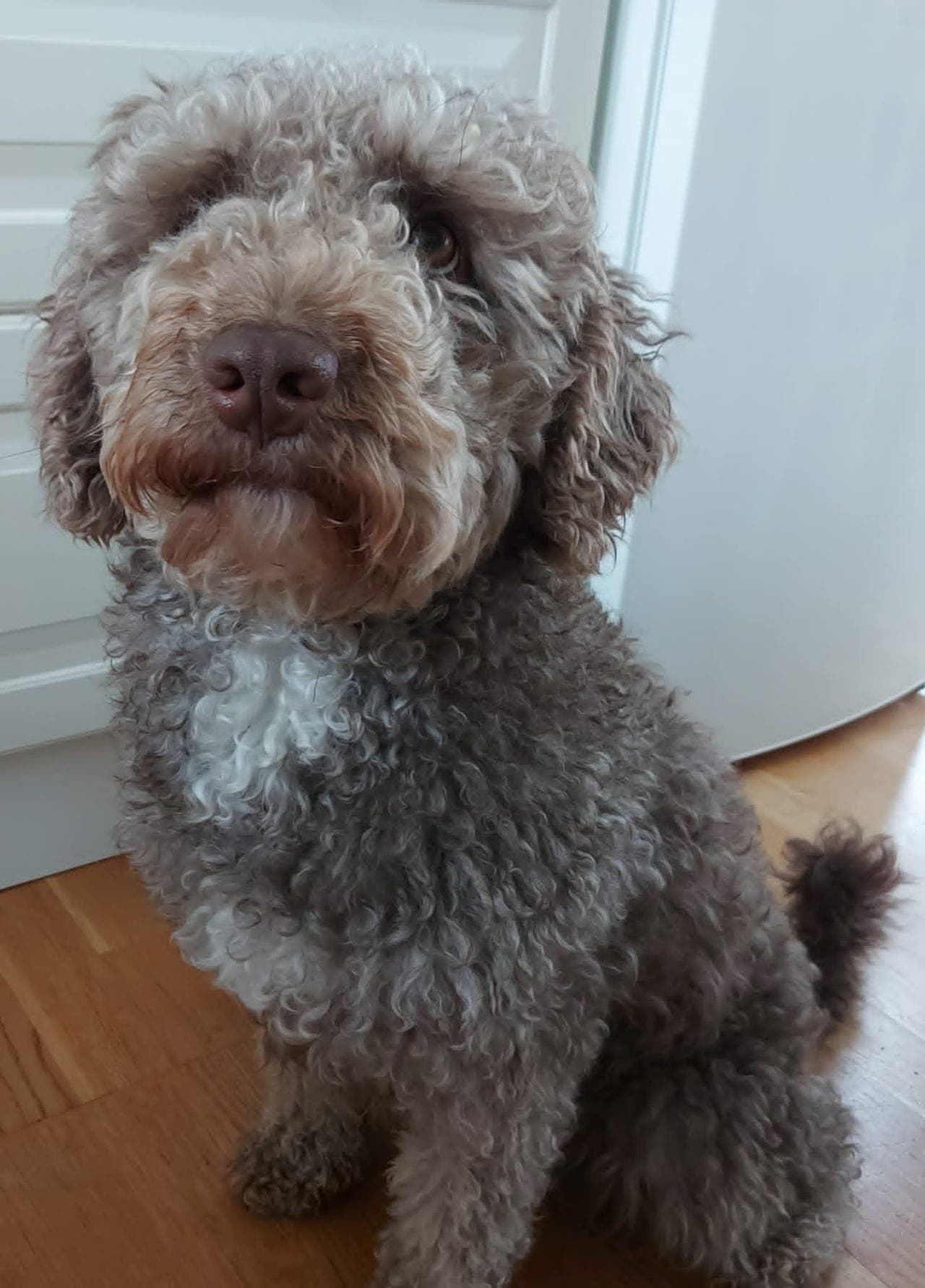 Omplassering av spansk vannhund på snart 3 år pga dårlig dynamikk i flokken