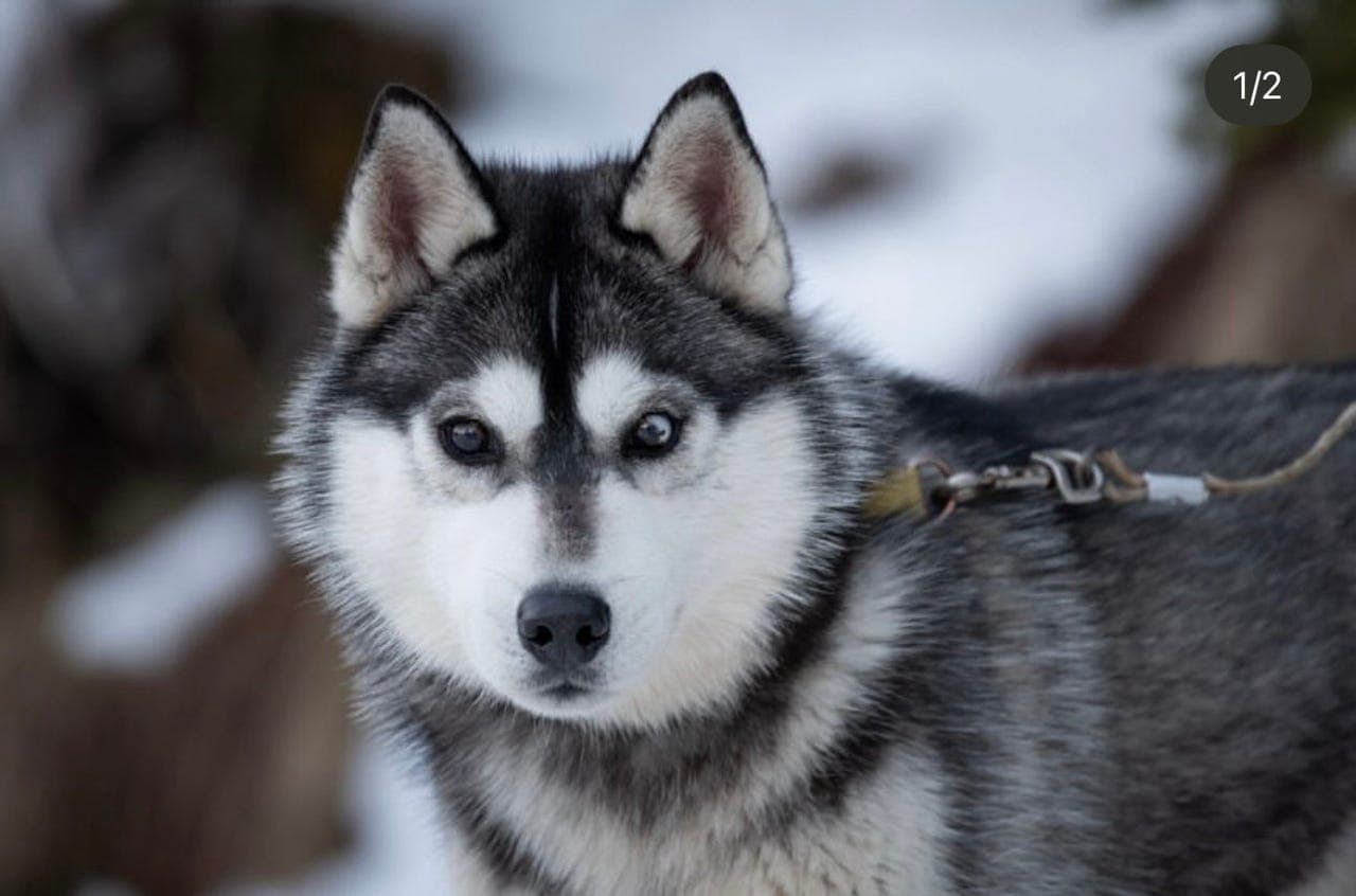 NKK Siberian husky hanne