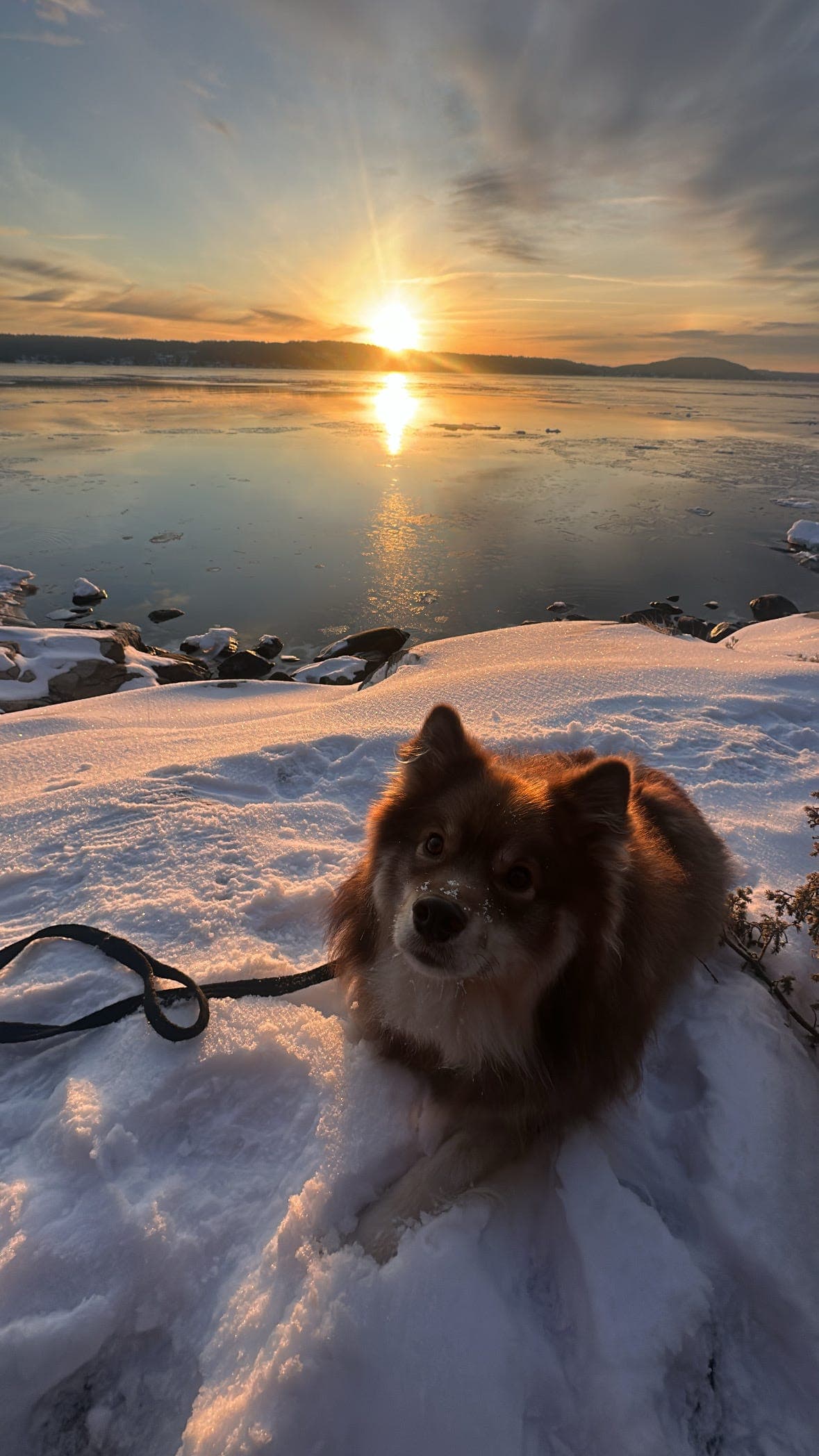 ♥️Omplassering av Finsk Lapphund♥️