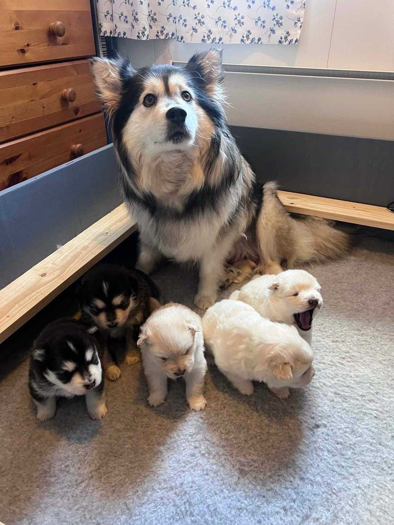Finsk Lapphund valper