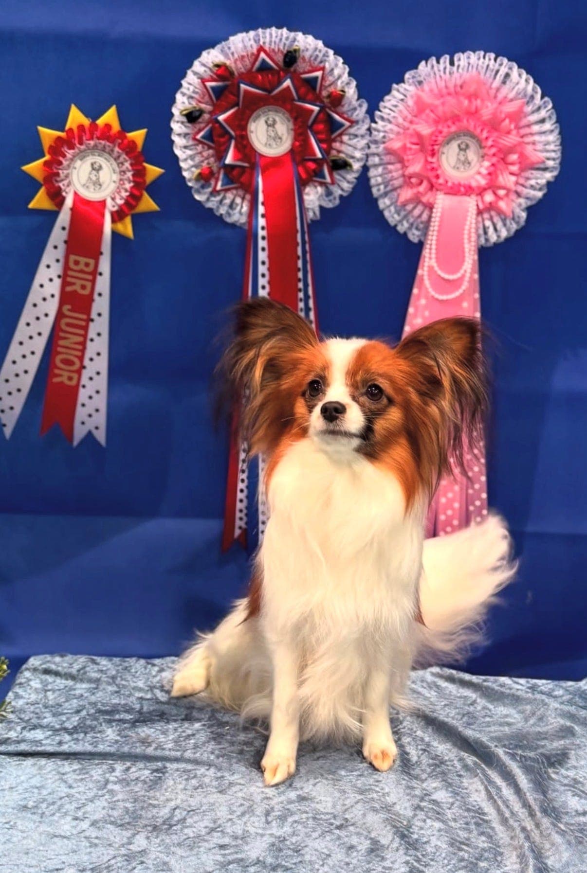 Papillon tispe straks 2 år