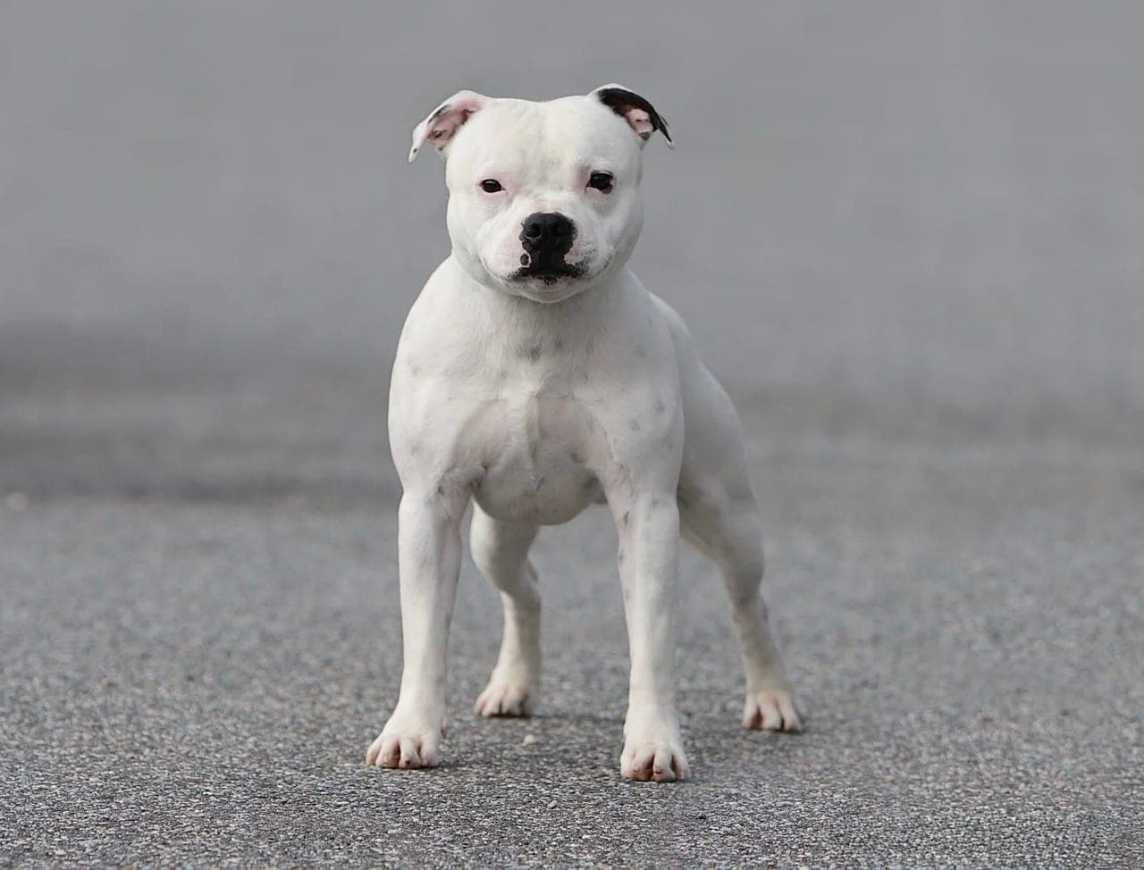 Staffordshire Bull Terrier hannhund 6 år søker nytt hjem