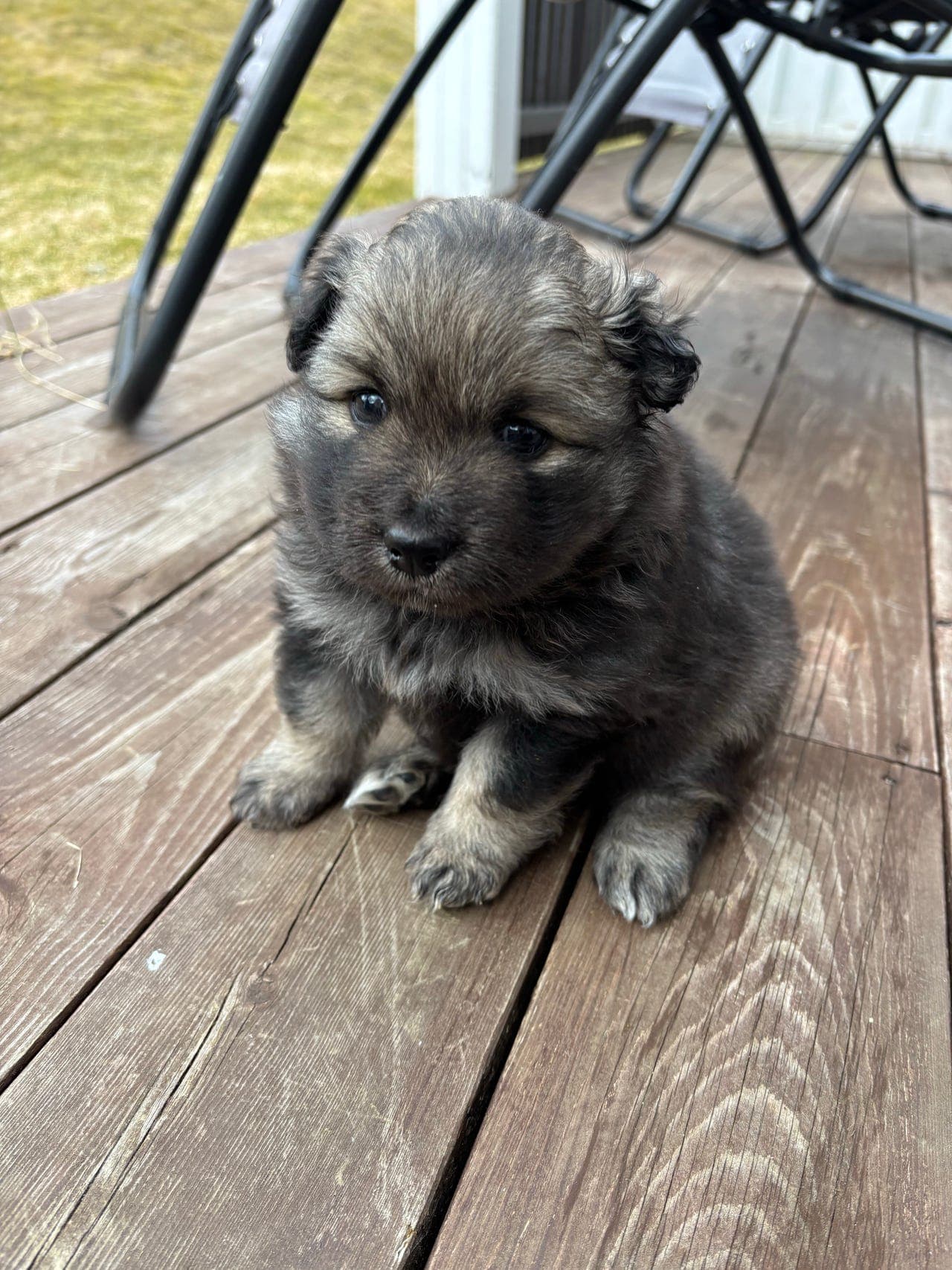 Finsk lapphund tispe