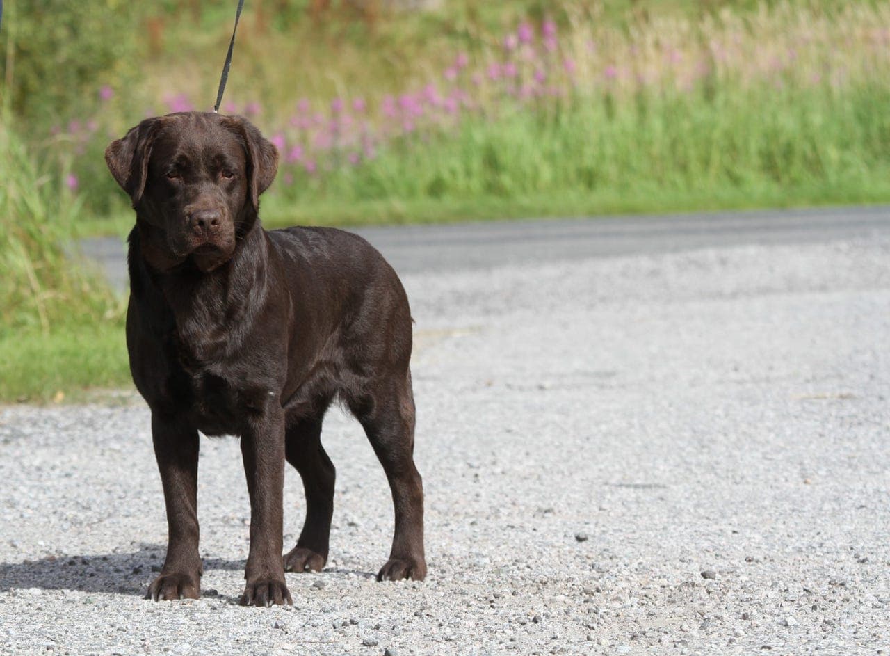 voksen labrador tispe omplasseres
