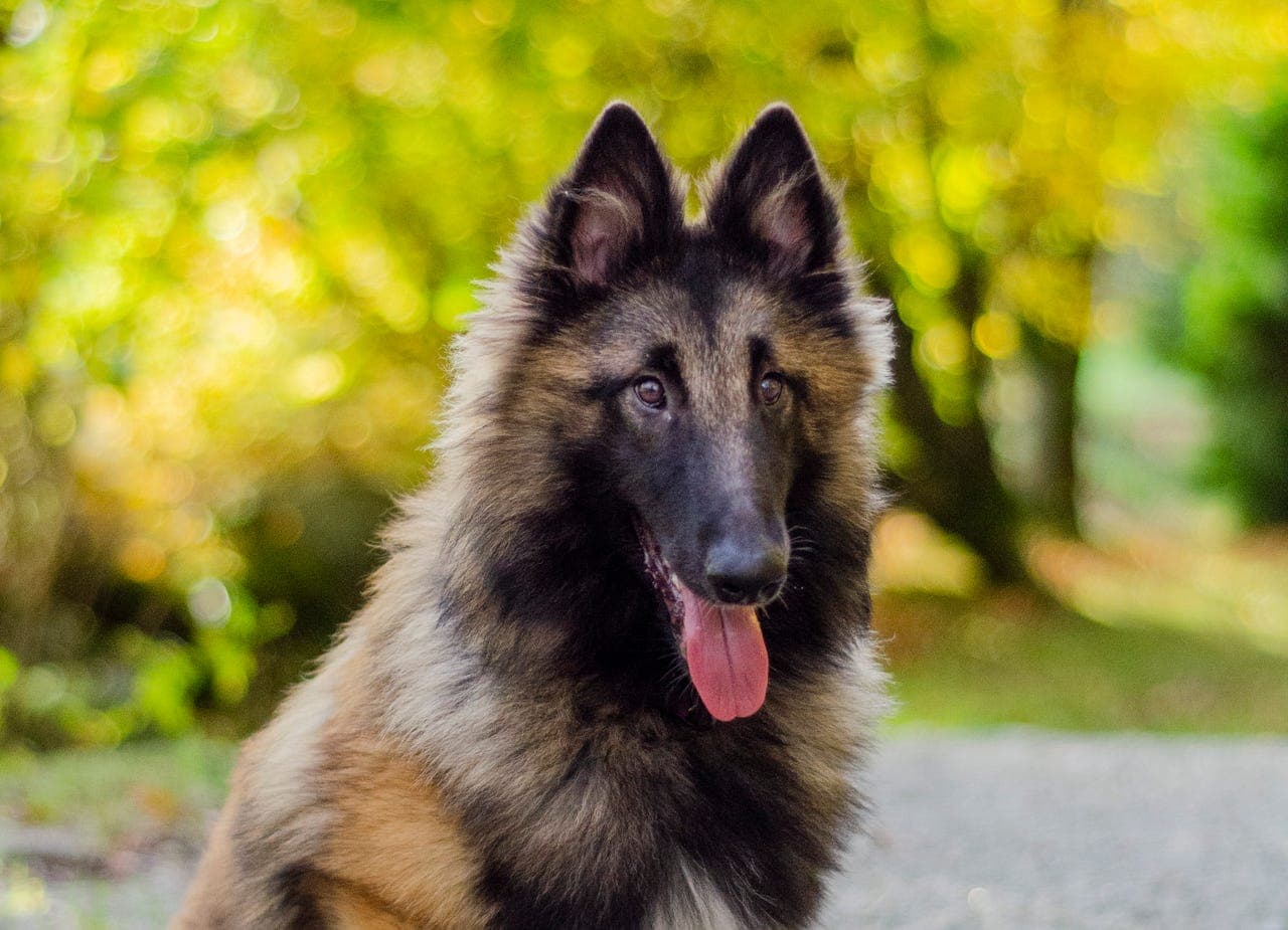 Belgisk fårehund Tervueren
