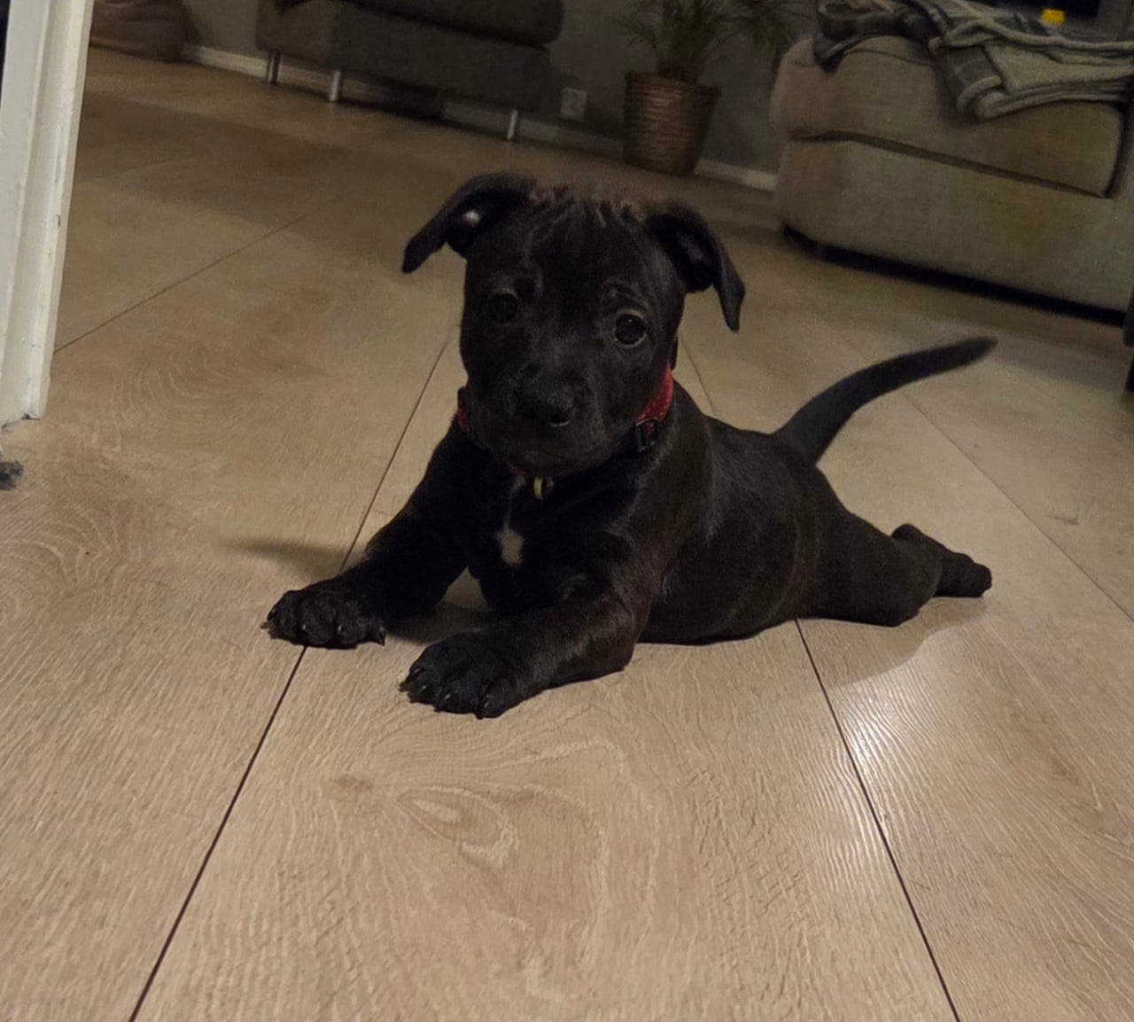 Staffordshire bullterrier