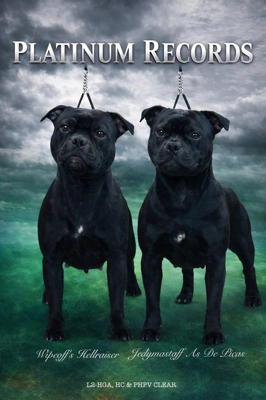 Staffordshire Bull Terrier valper