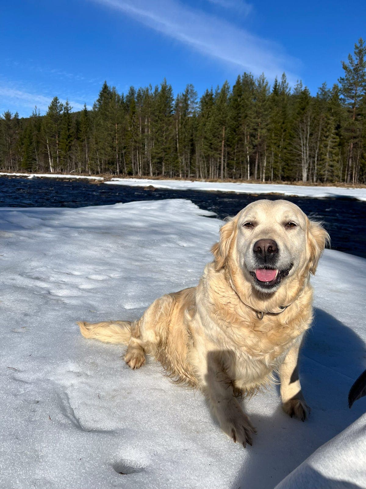 Golden Retriver 5 år.