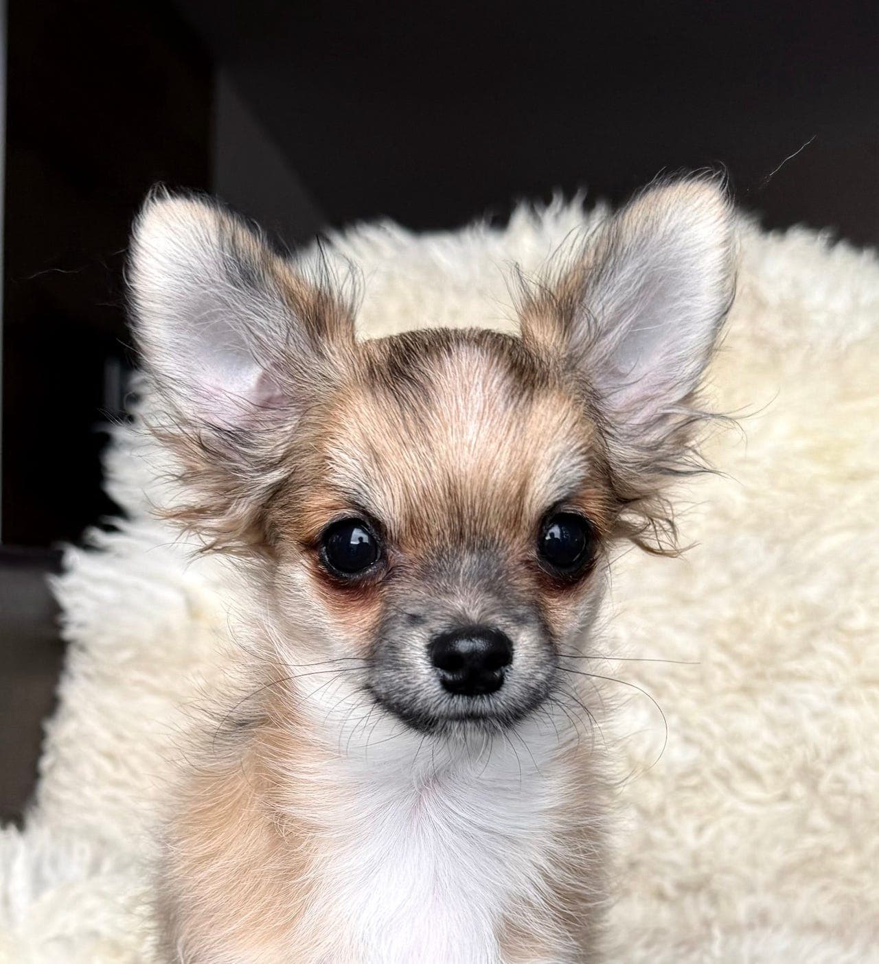 Renrasede chihuahua gutt, langhåret , sobel farge