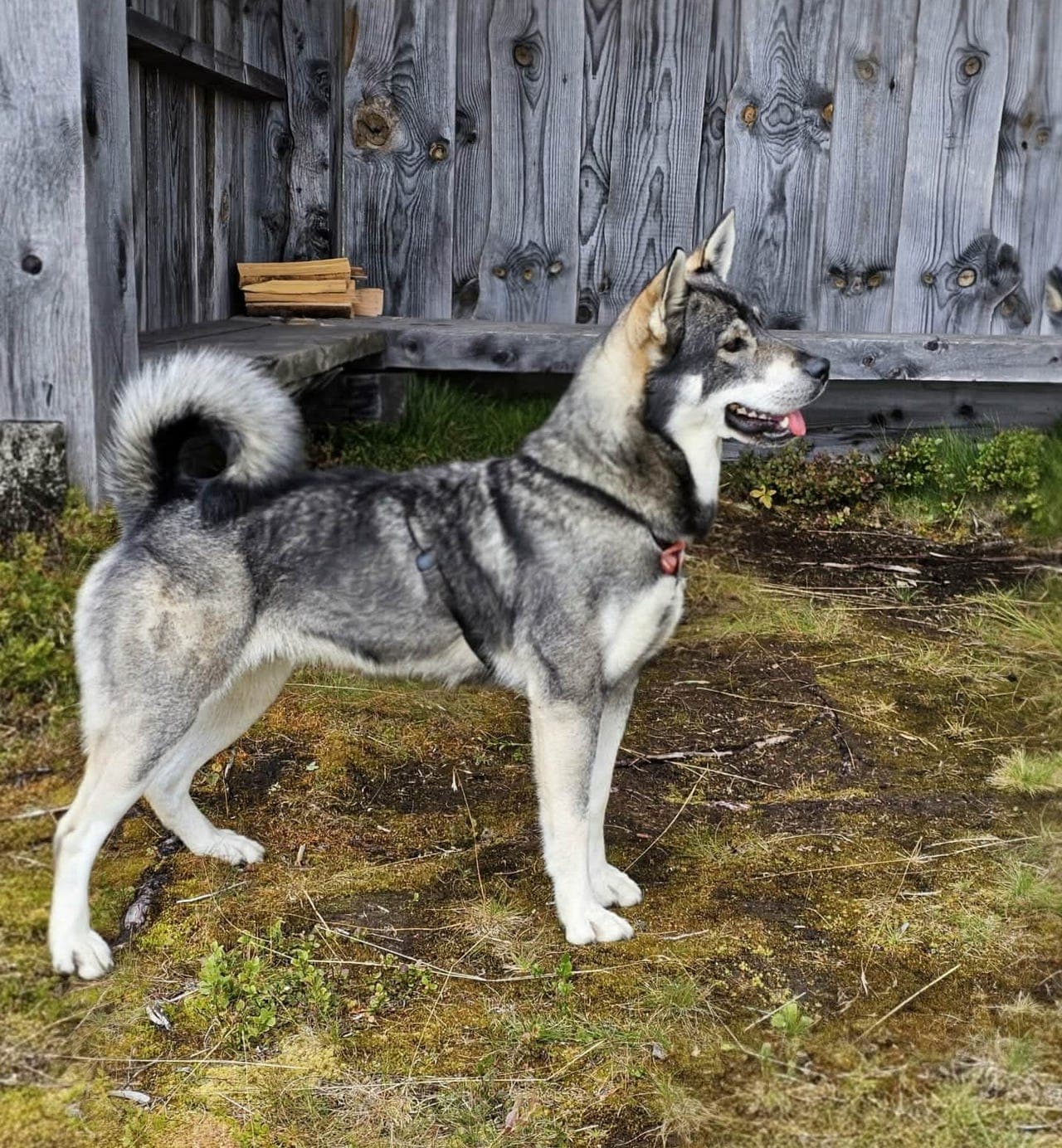 Jamthund valper ventes i mnd skifte Mai/Juni