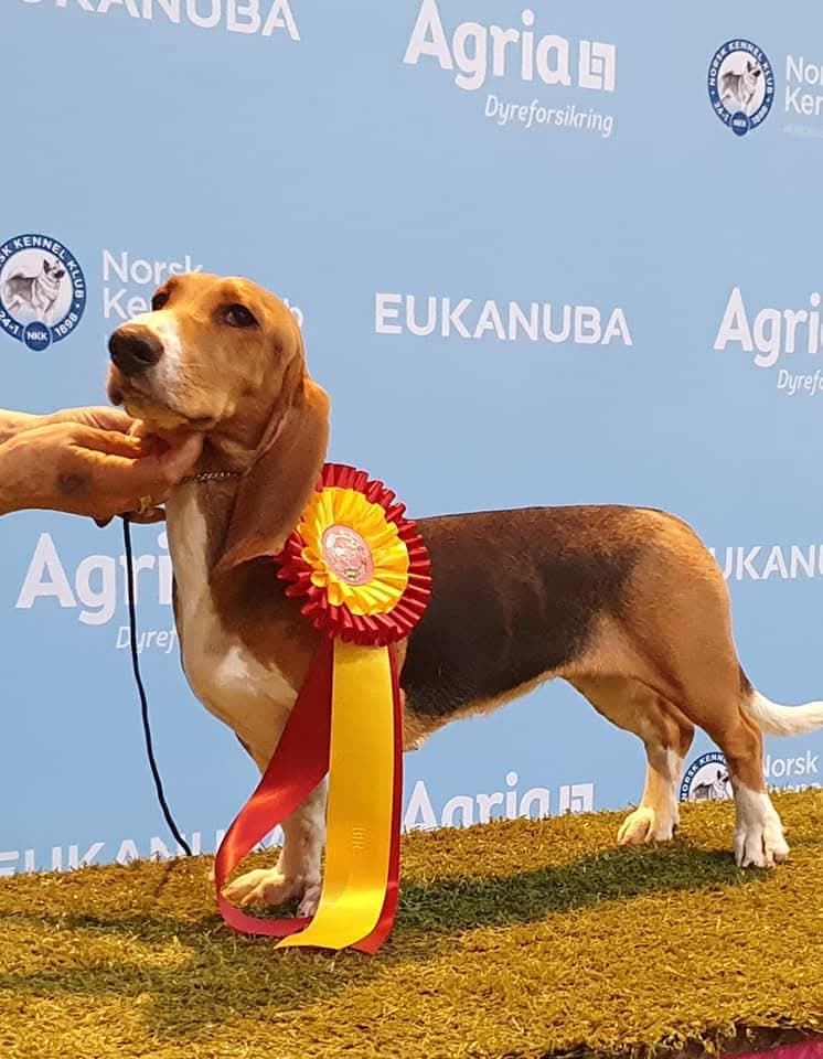 Basset Artes Normand valper