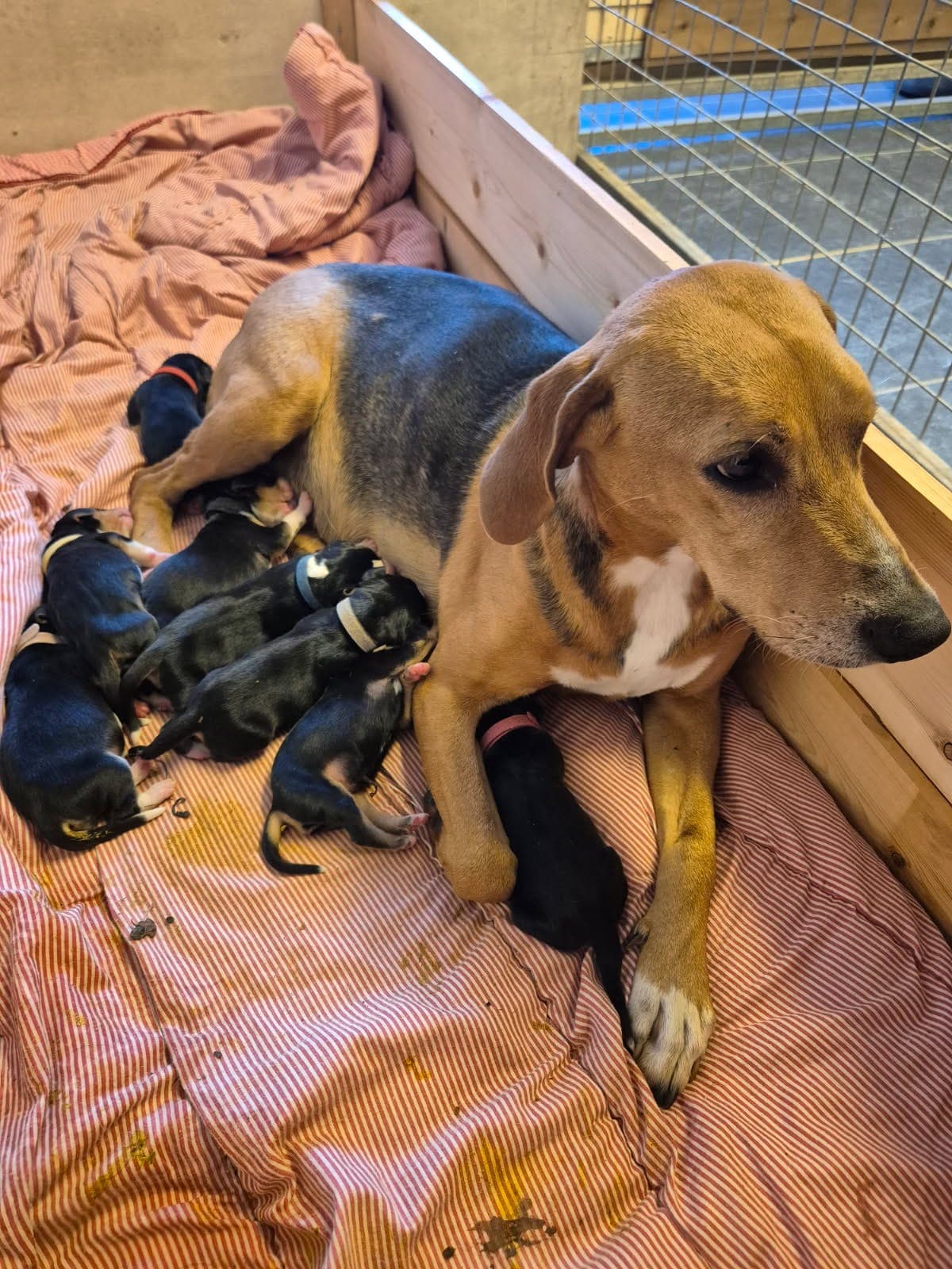 Hamiltonstøver valper