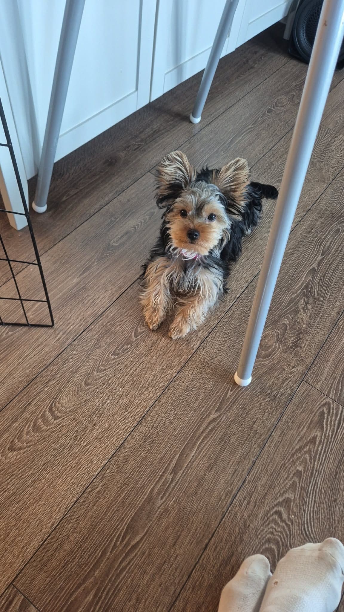 Yourkshiterrier tispe