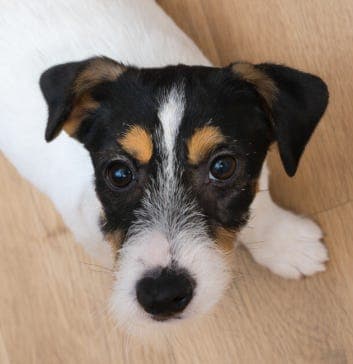 Jack Russell Terrier valp til salgs – 4,5 måneder gammel