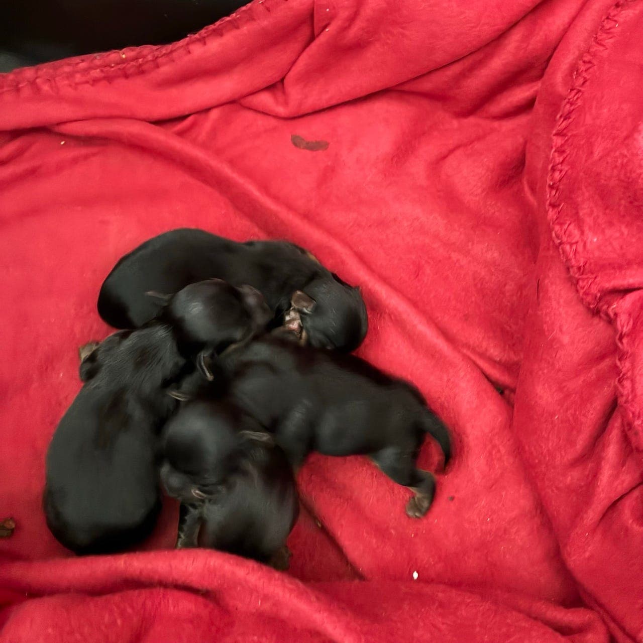 Yorkshire terrier valp