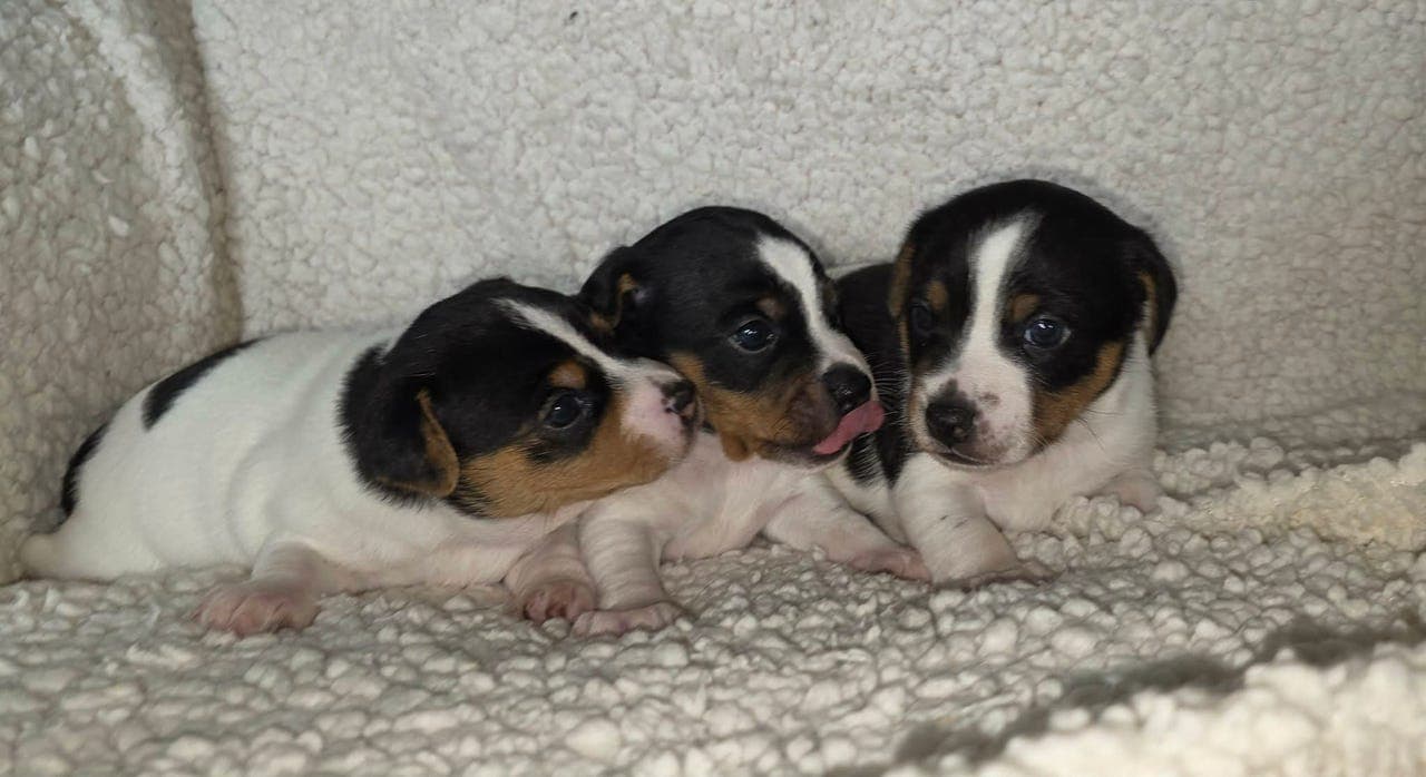 Dansk Svensk gårdshund