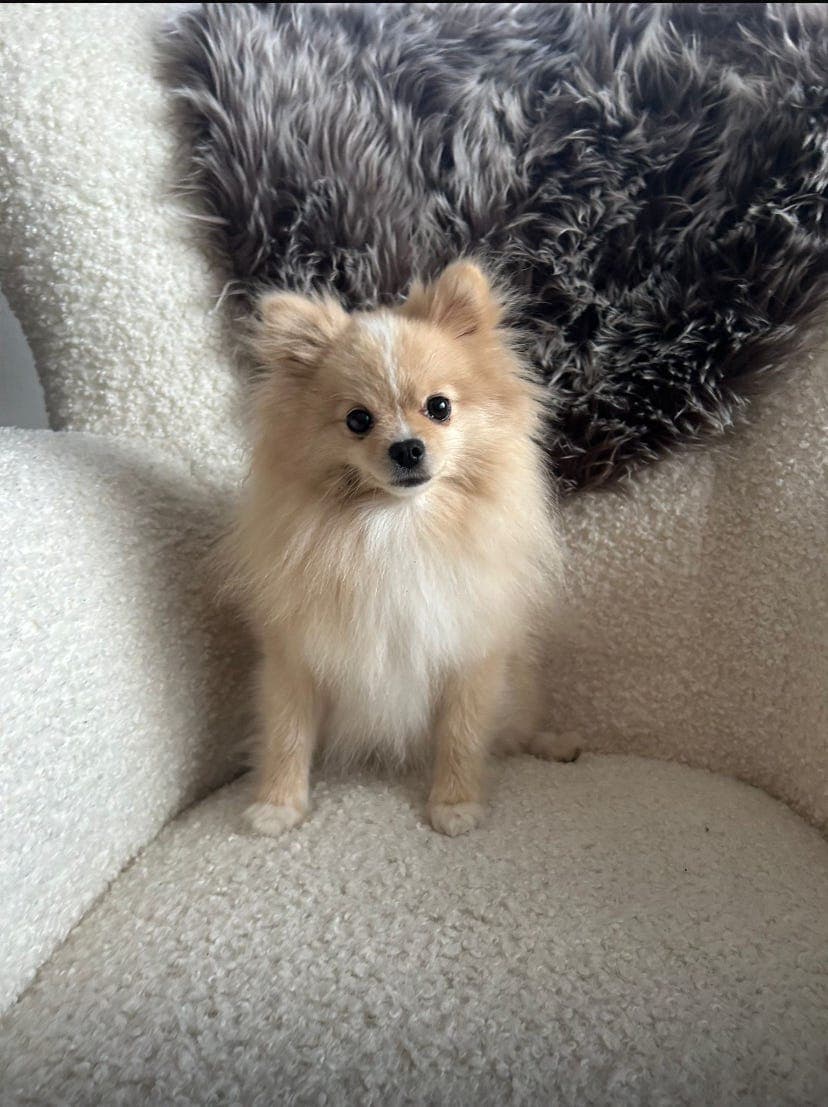 Pomeranian jente