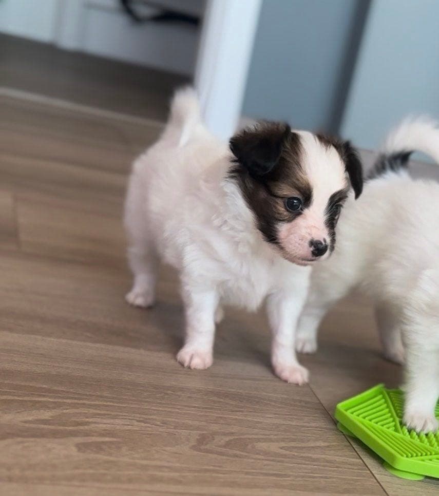 Nydelig Papillon hannvalp fra Kennel Twinklepuff – leveringsklar 26. april