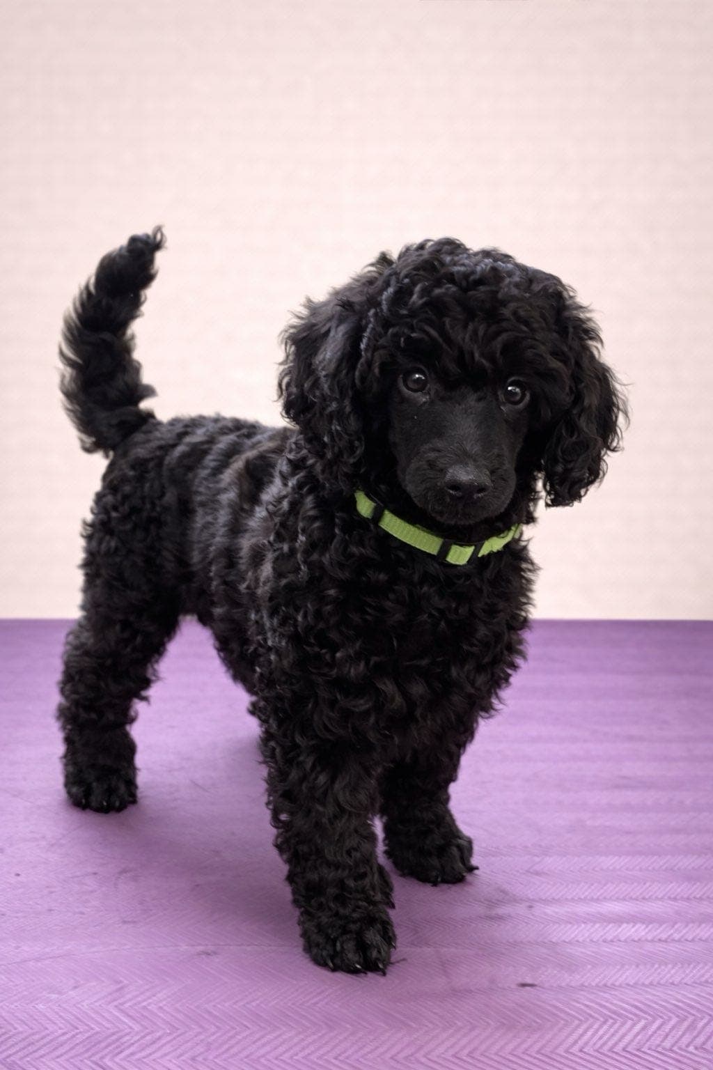 Svarte renraset mellompuddler for salgs