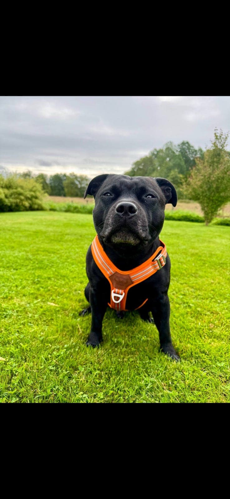 Staffordshire Bull Terrier 6år hannhund omplassering/avlastning