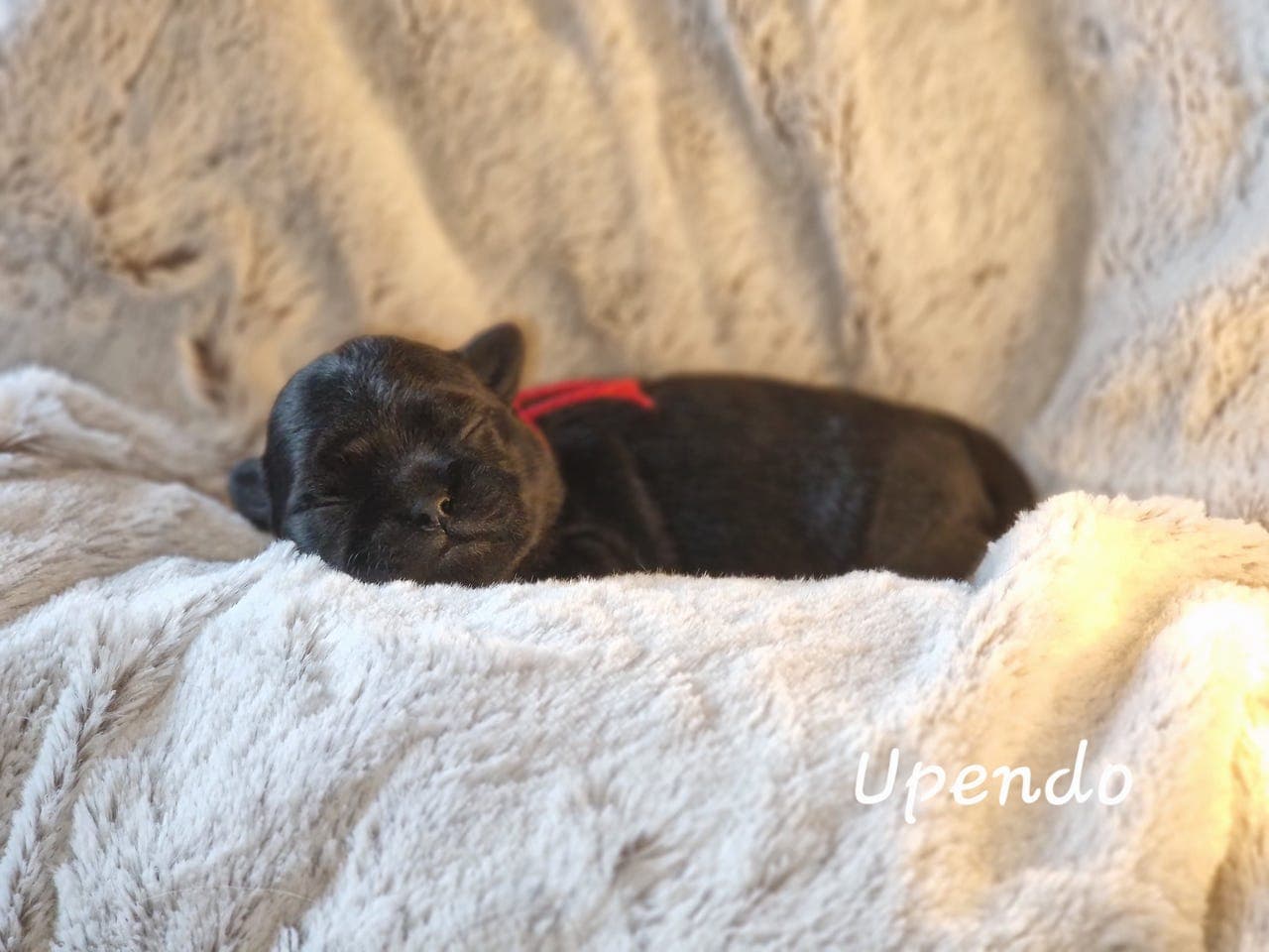 Affenpinscher valper