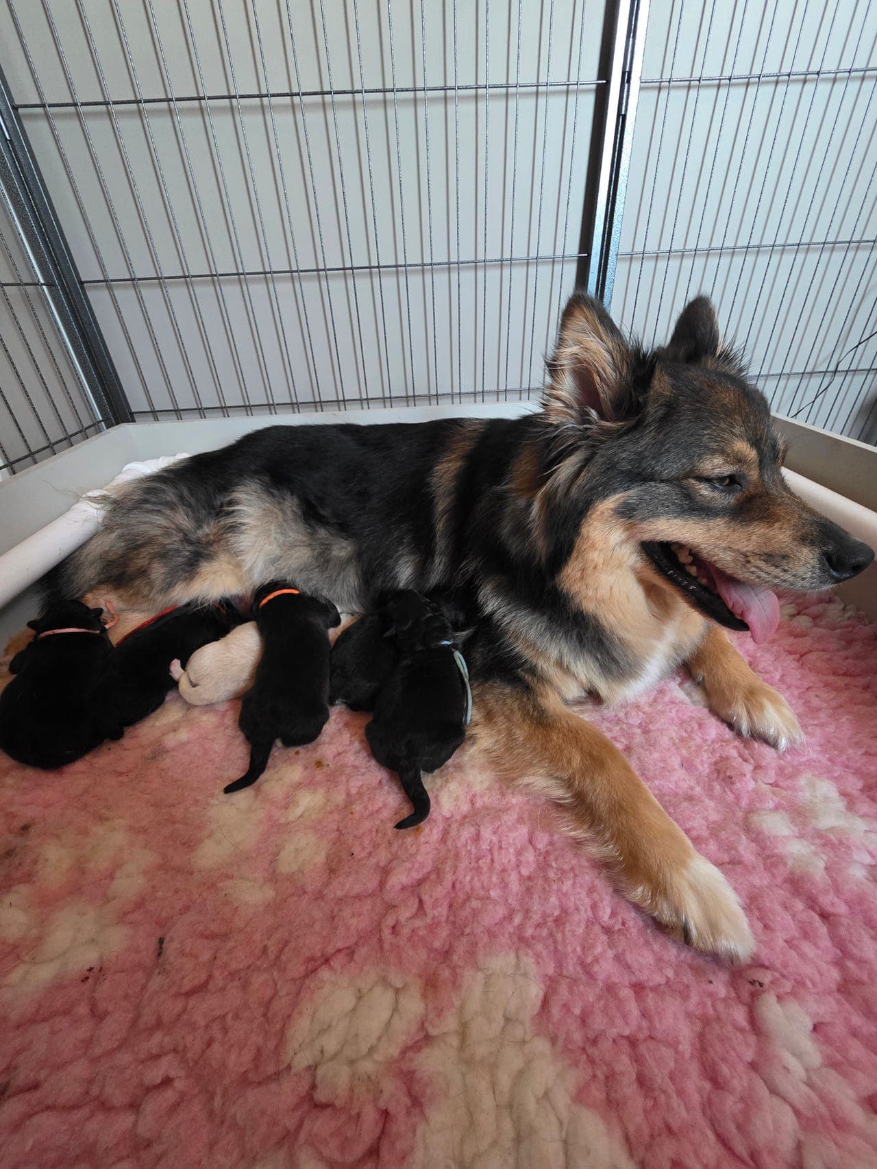Finsk lapphund valper
