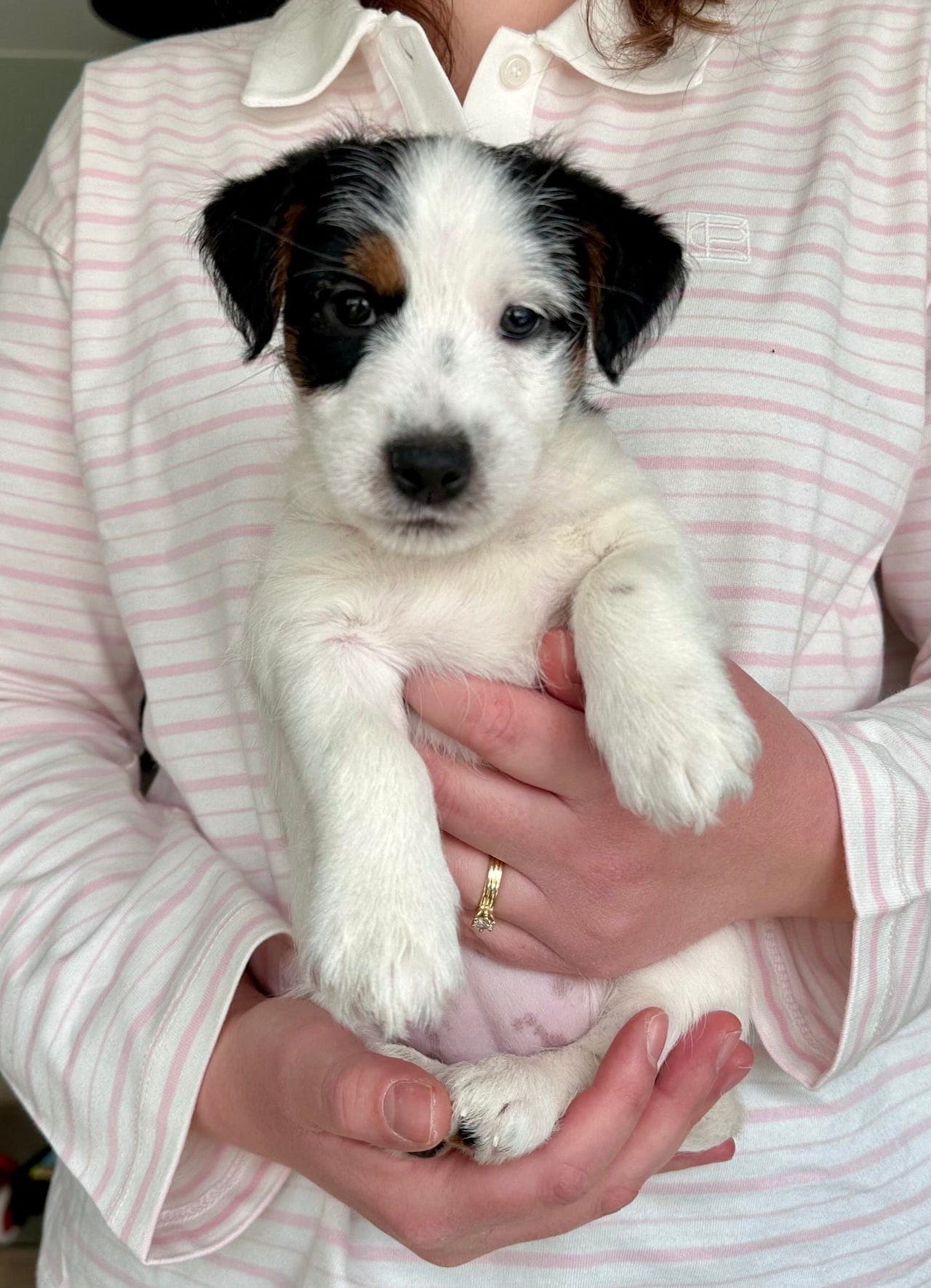 NKK reg Jack Russell Terrier valper til salgs