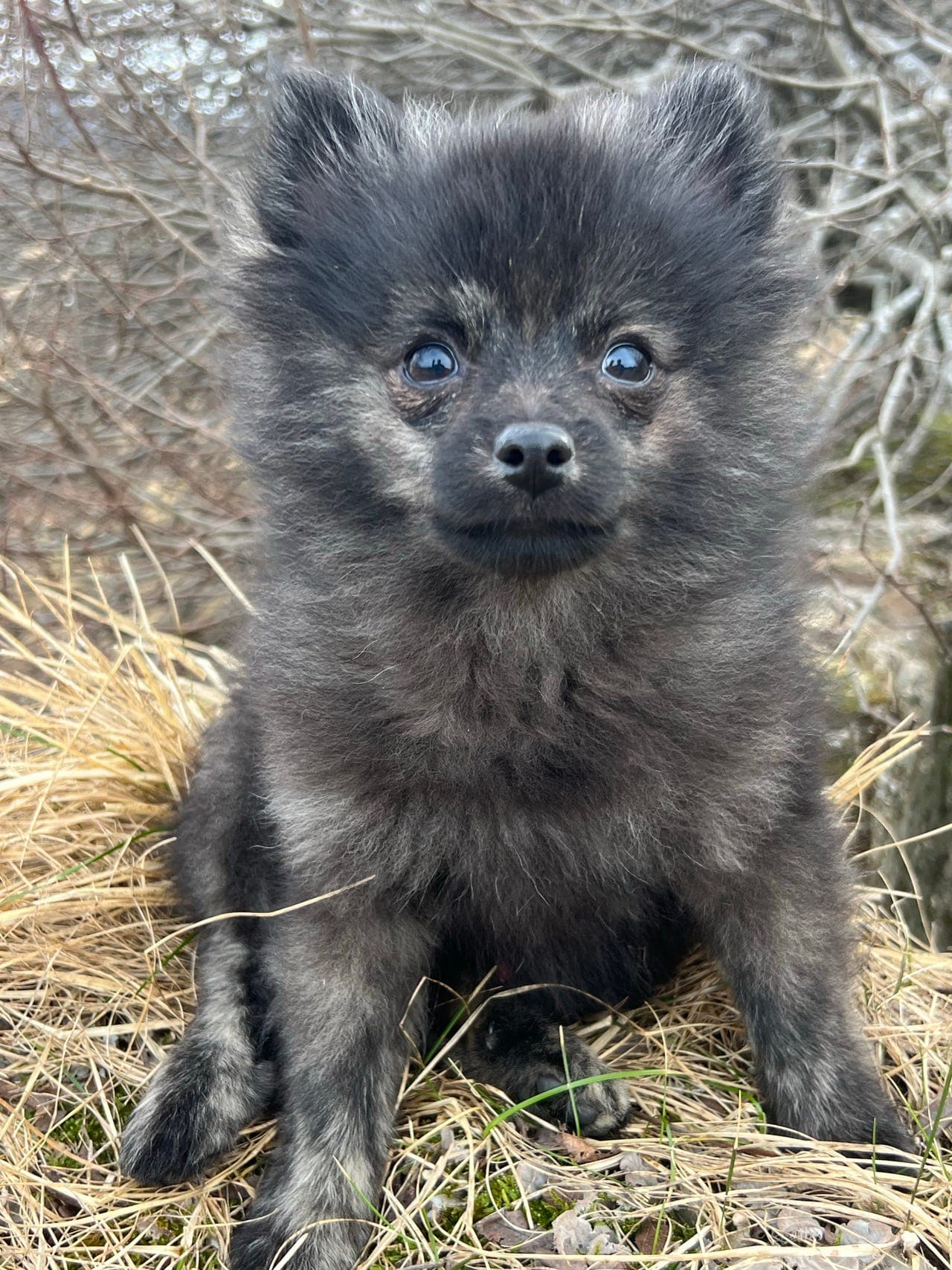 Kleinspitz valper leveringsklar 😍