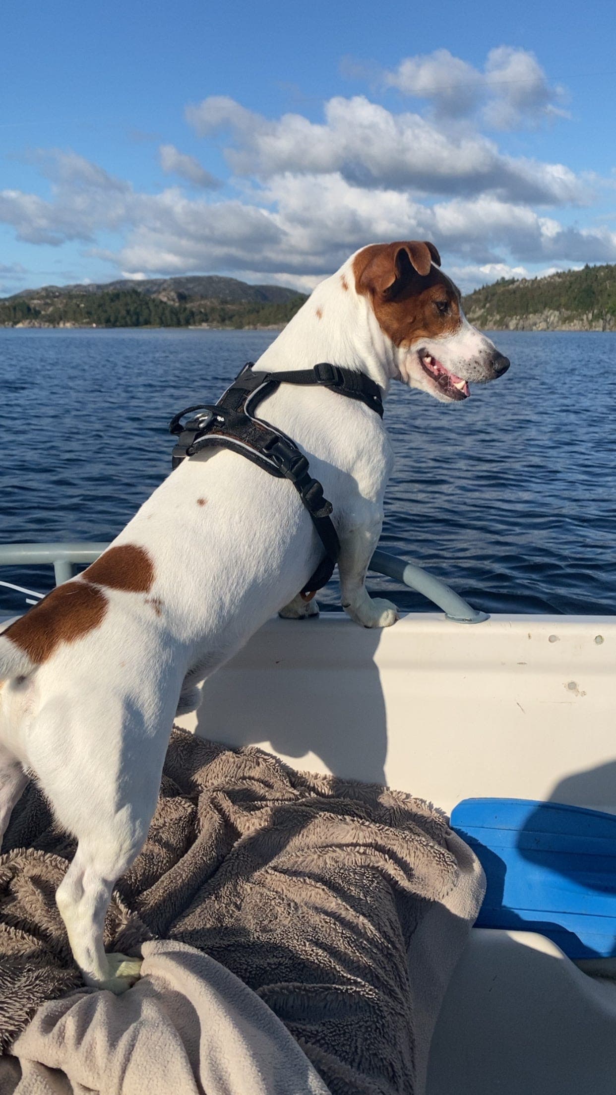 Jack russel omplasseres