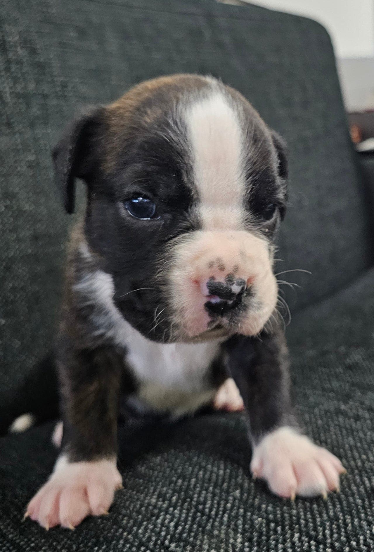 Søte boxer valper selges! Leveringsklare 1.Mai