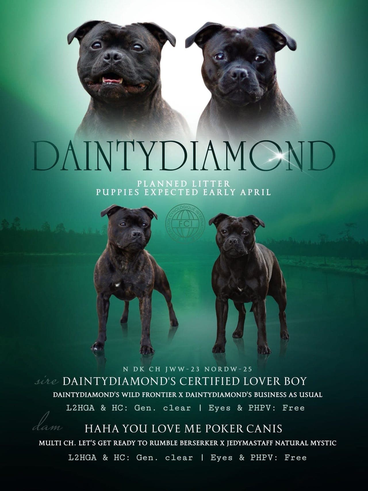 Nydelige Staffordshire Bull Terrier valper