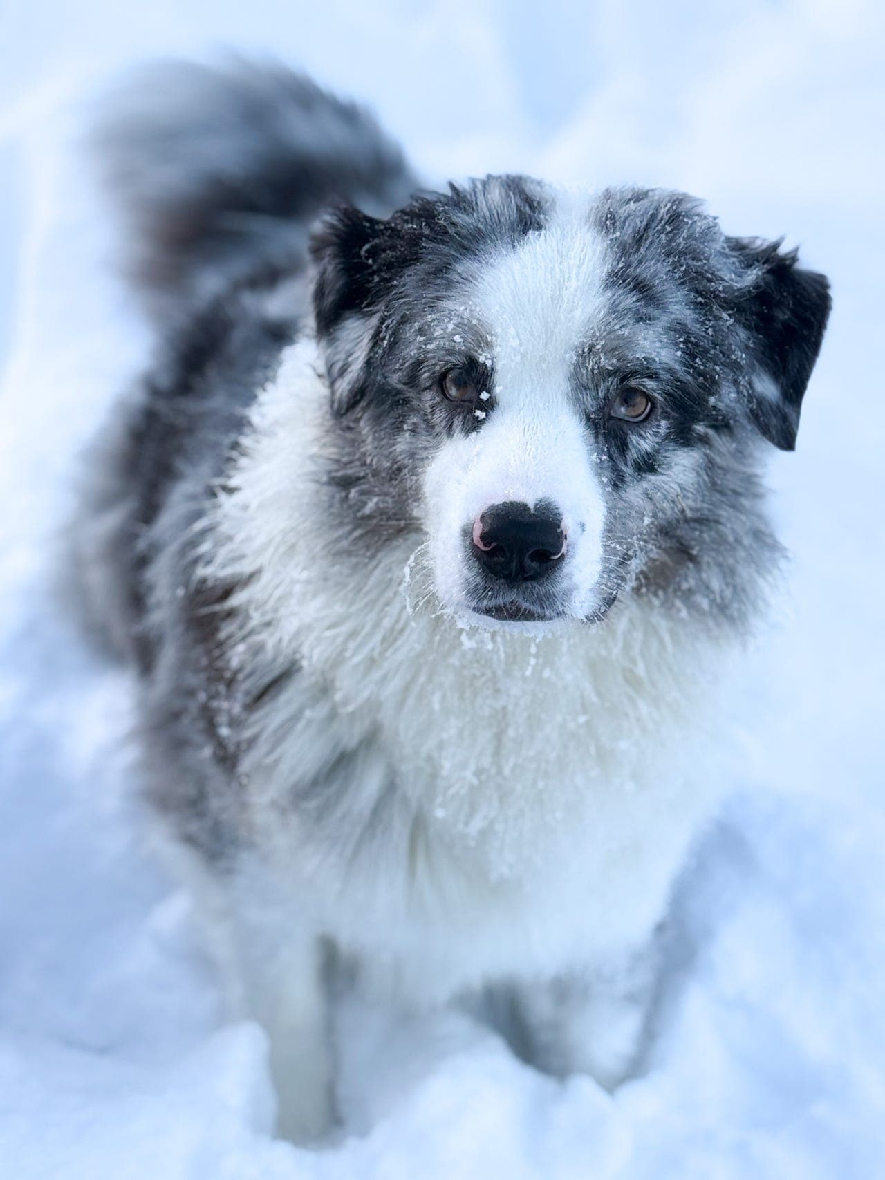 Australian Shepherd - Nydelig tispe
