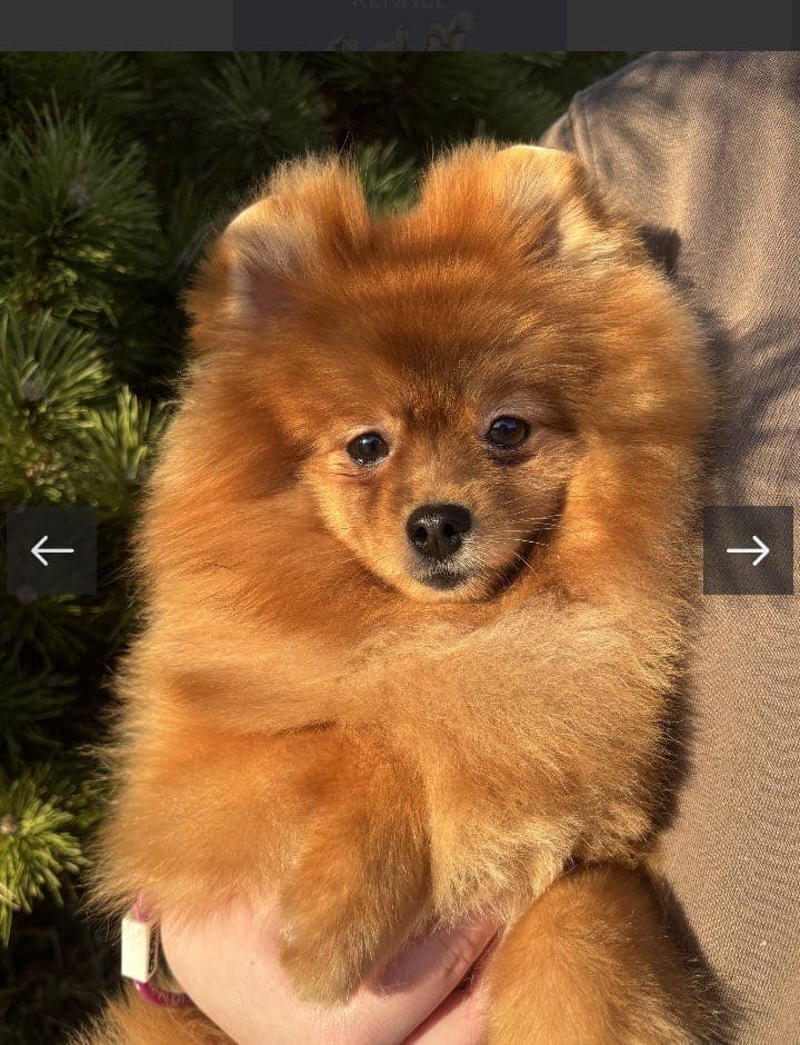 Hils på den søteste pomeranian-valp med flott stamtavle!