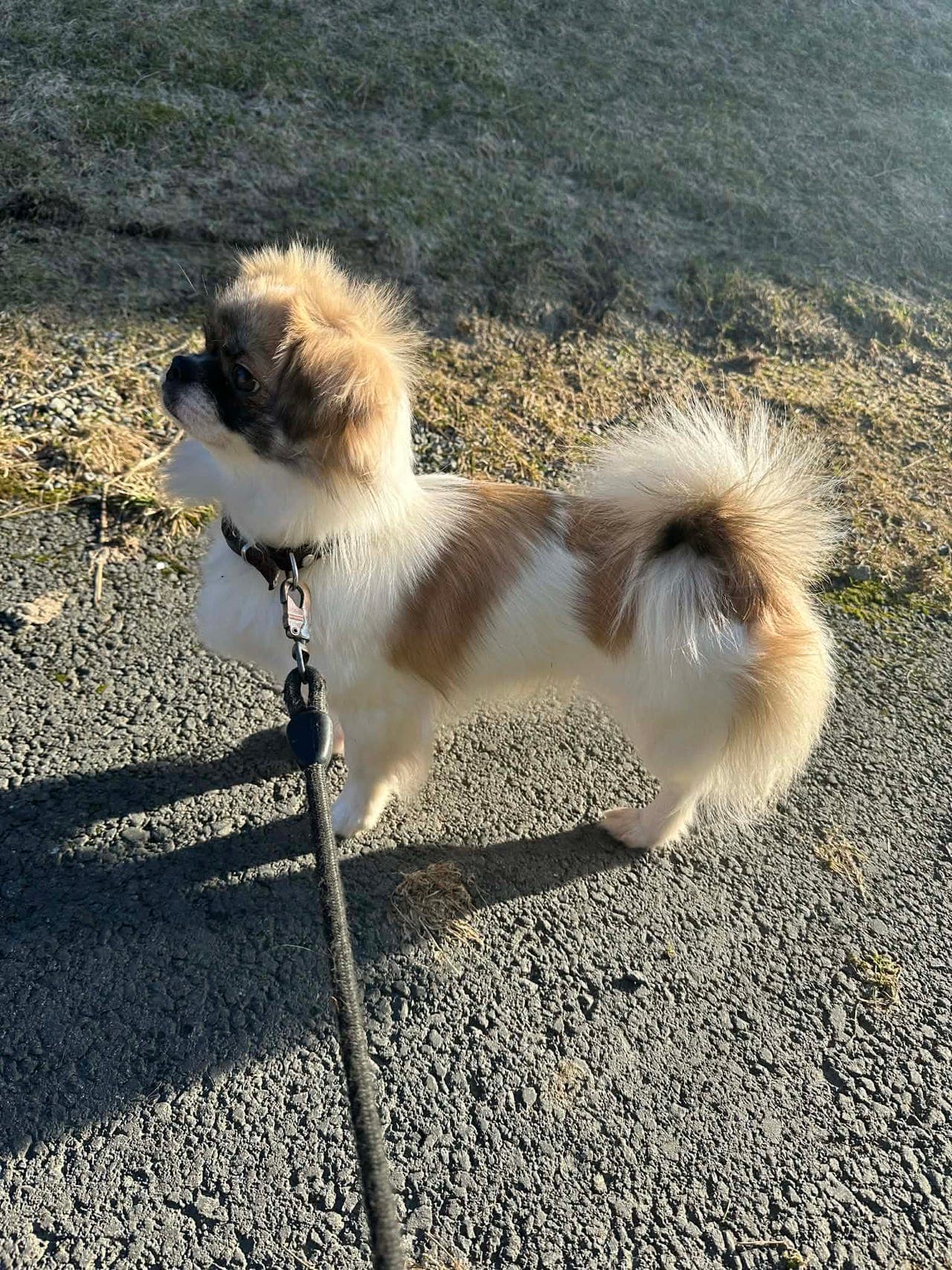Tibetansk spaniel