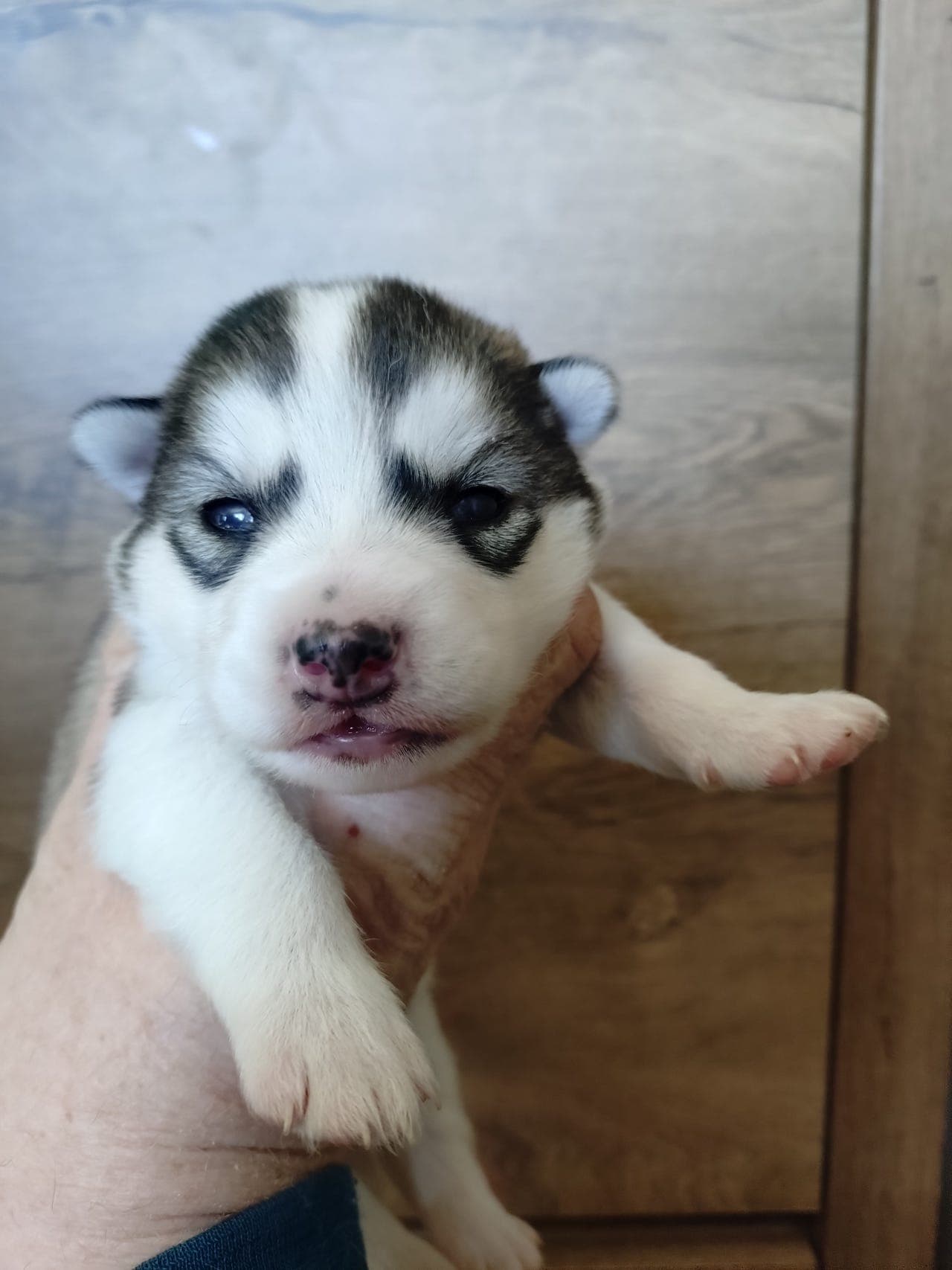 Alaskan Malamute valper selges.