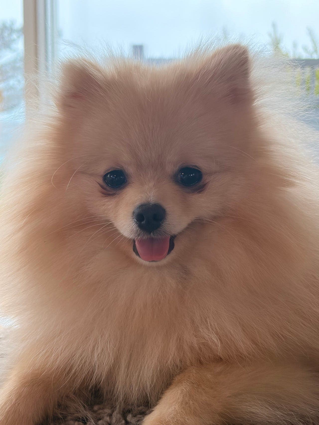 Pomeranian valp (10 mnd) søker nytt og stabilt hjem 🐾