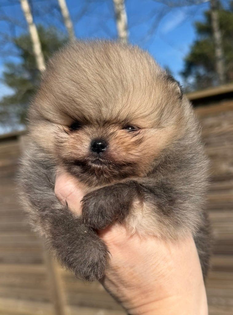 Nydelige Pomeranian valper med Stamtavle/NKK Registrert