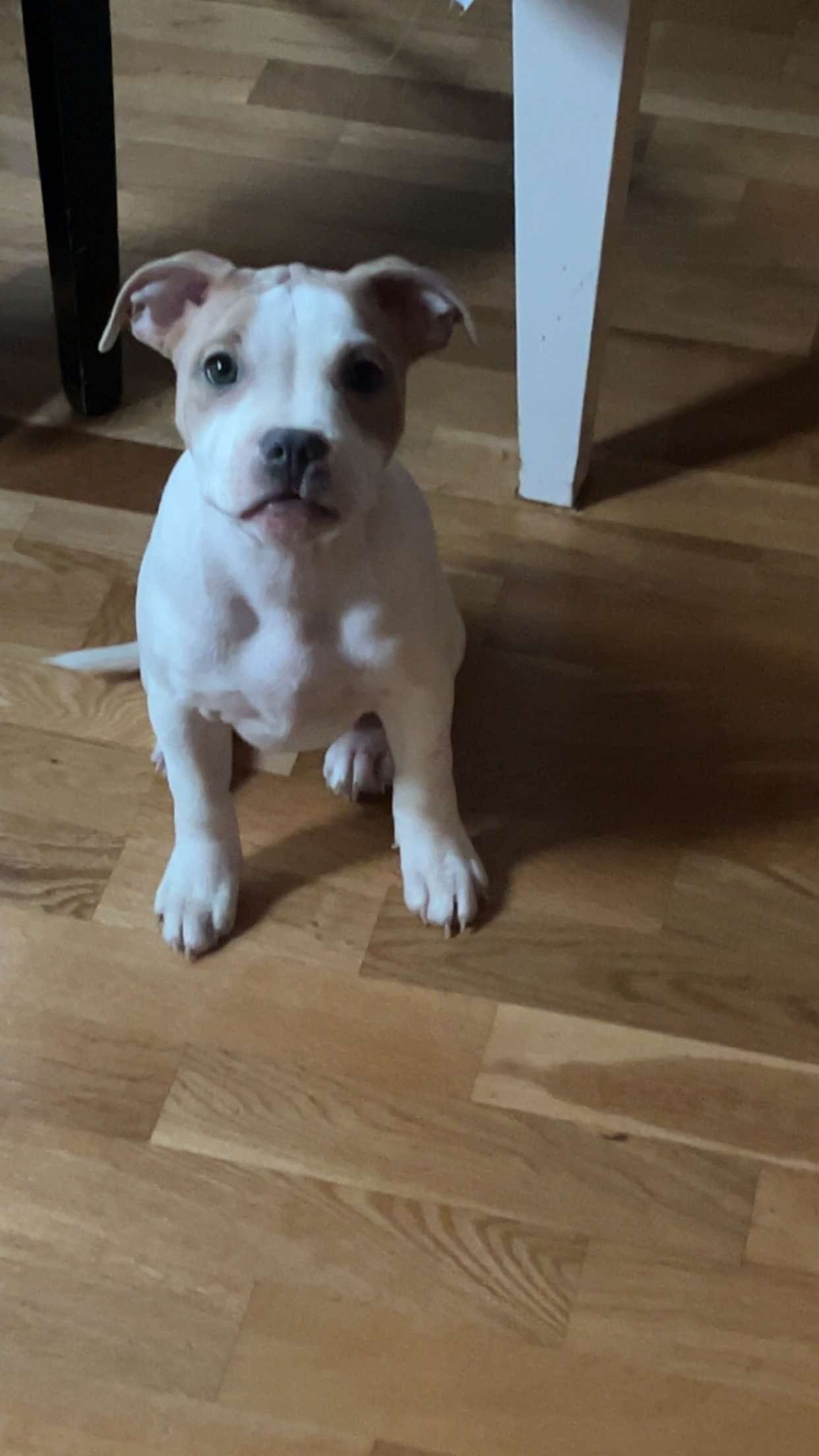 Staffordshire Bull Terrier