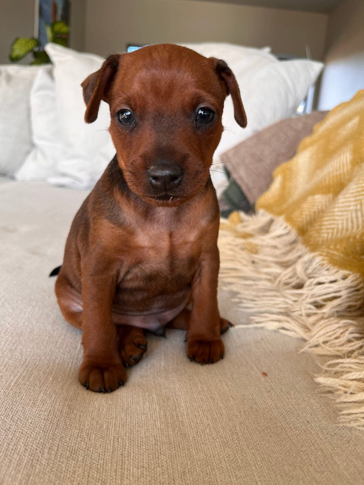 Nydelige dvergpinscher valper