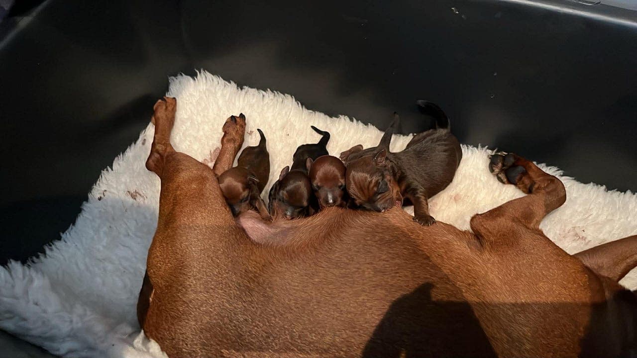 Nydelige dvergpinscher valper