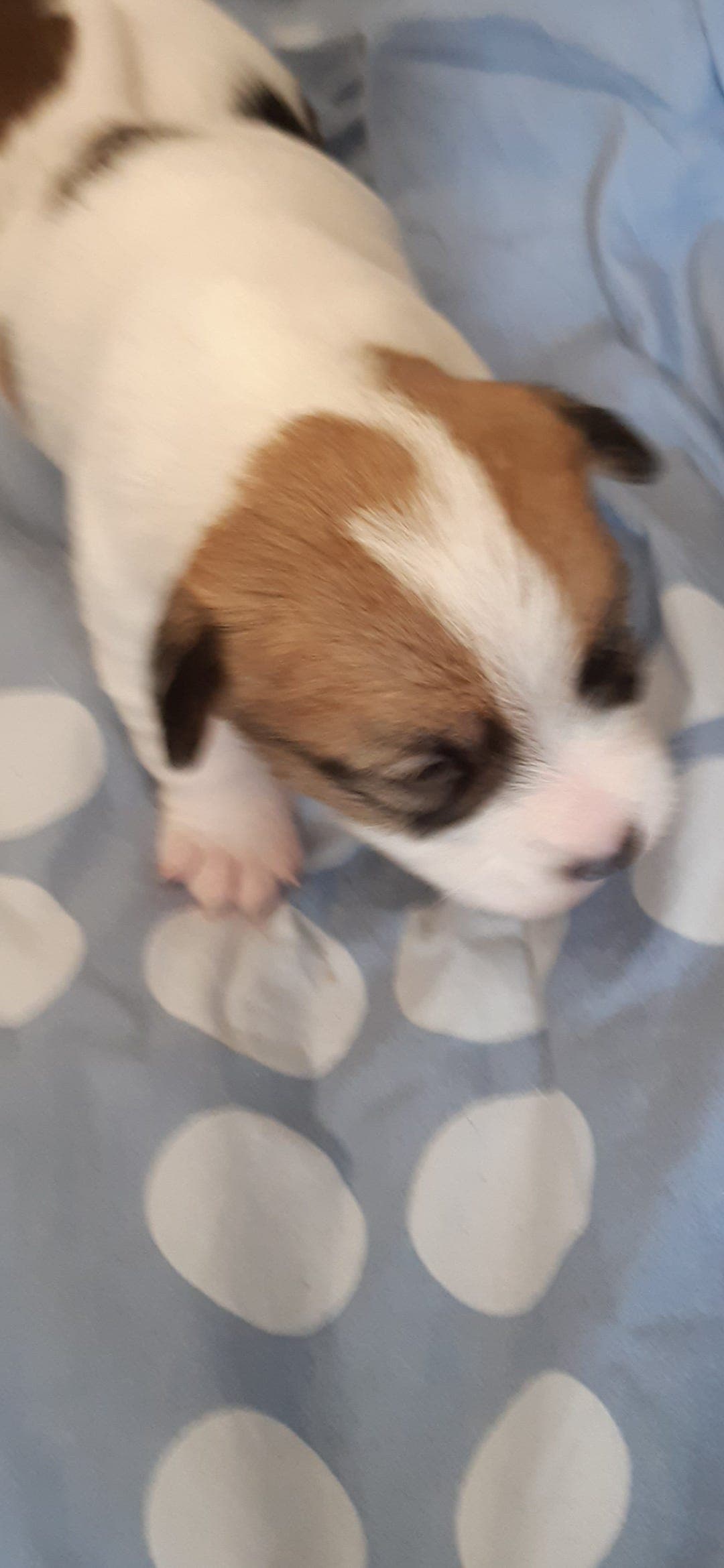 Nydelige Jack Russell valper