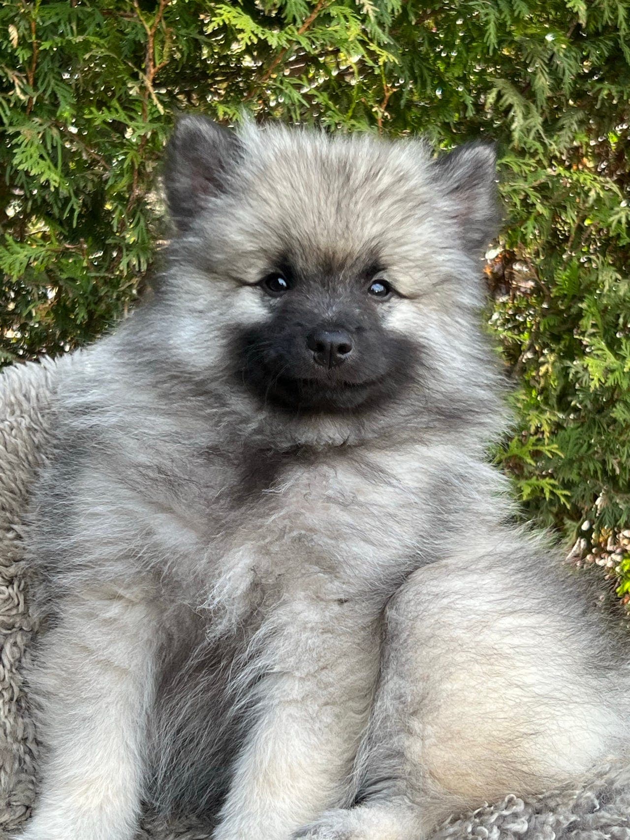 Keeshond tispe leveringsklar .