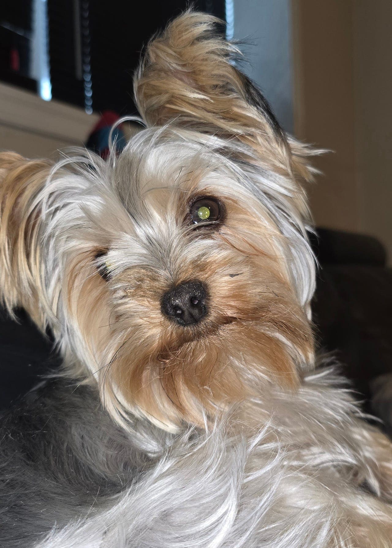 Kahlua- din nye bestevenninne?