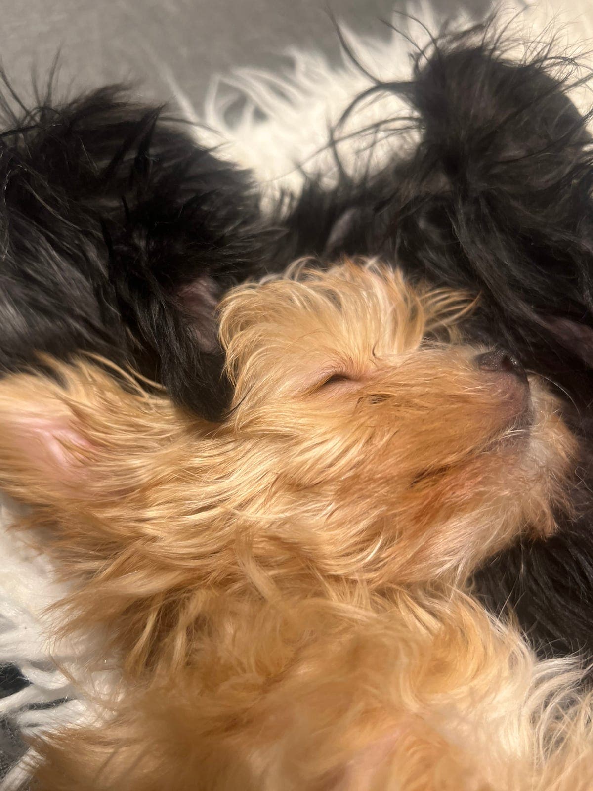 Yorkshire terrier tispe