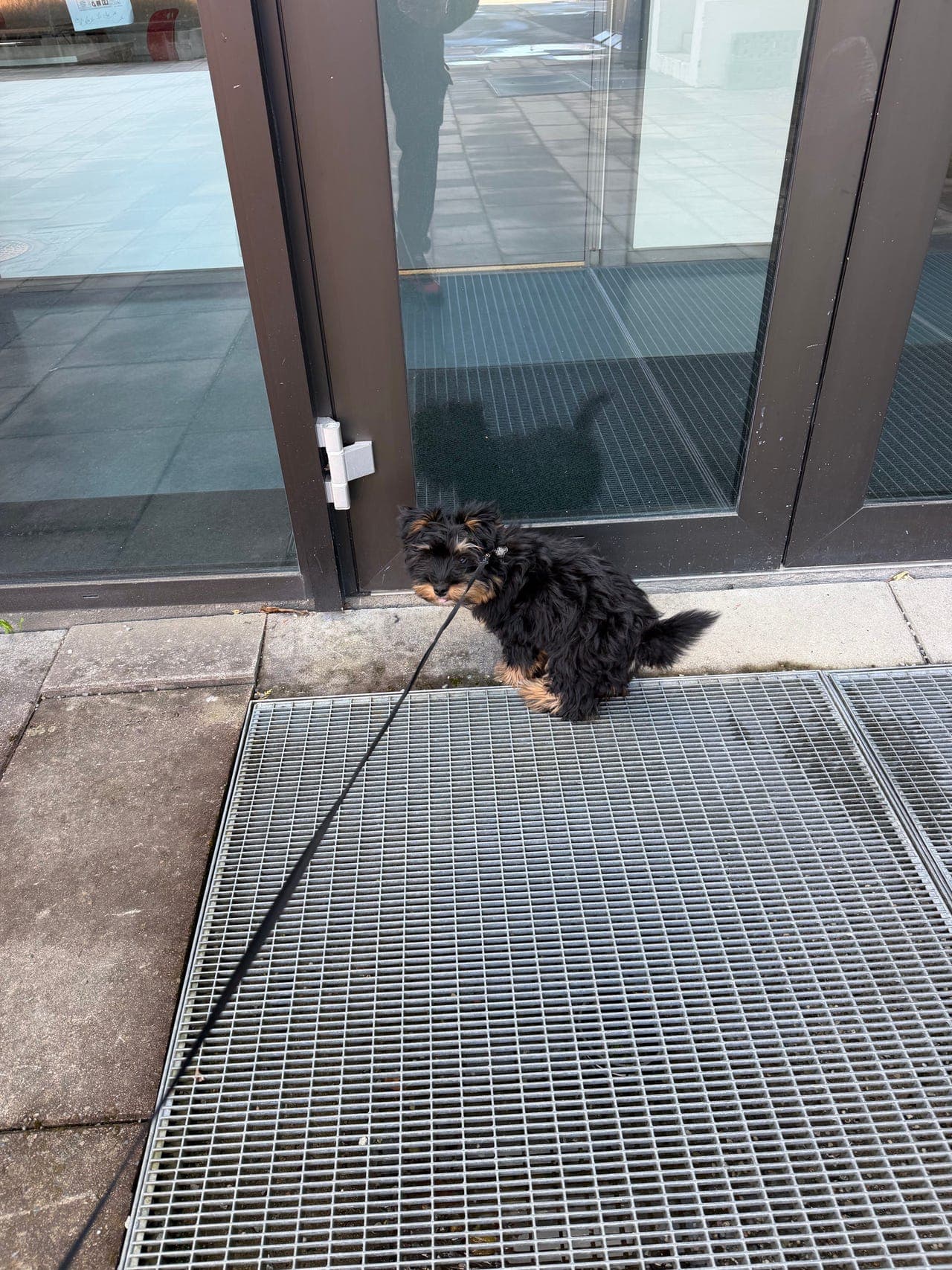 En flotte Yorkshireterrier gutt selges